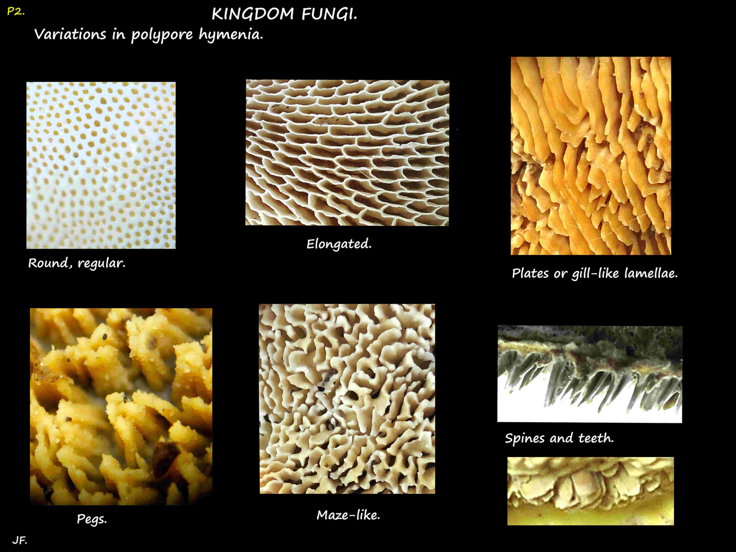 1 Types of hymenia in Polypore mushrooms