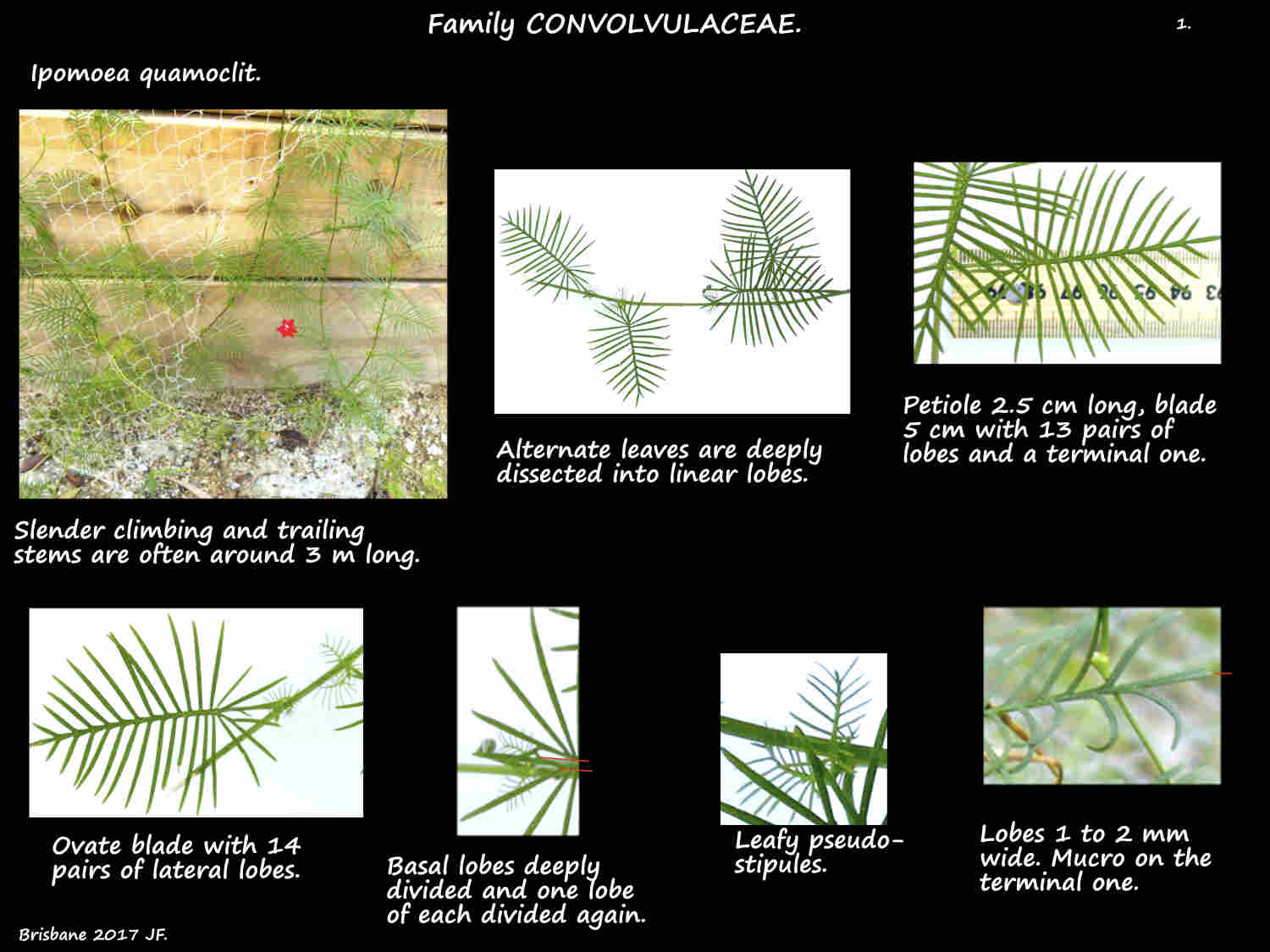 1 Ipomoea quamoclit vine & dissected leaves