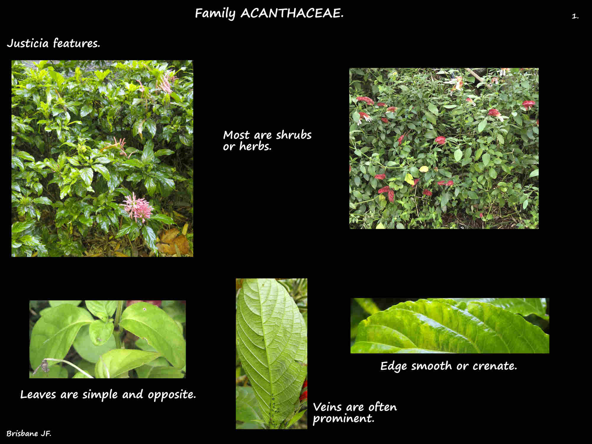 1 Justicia plants & leaves