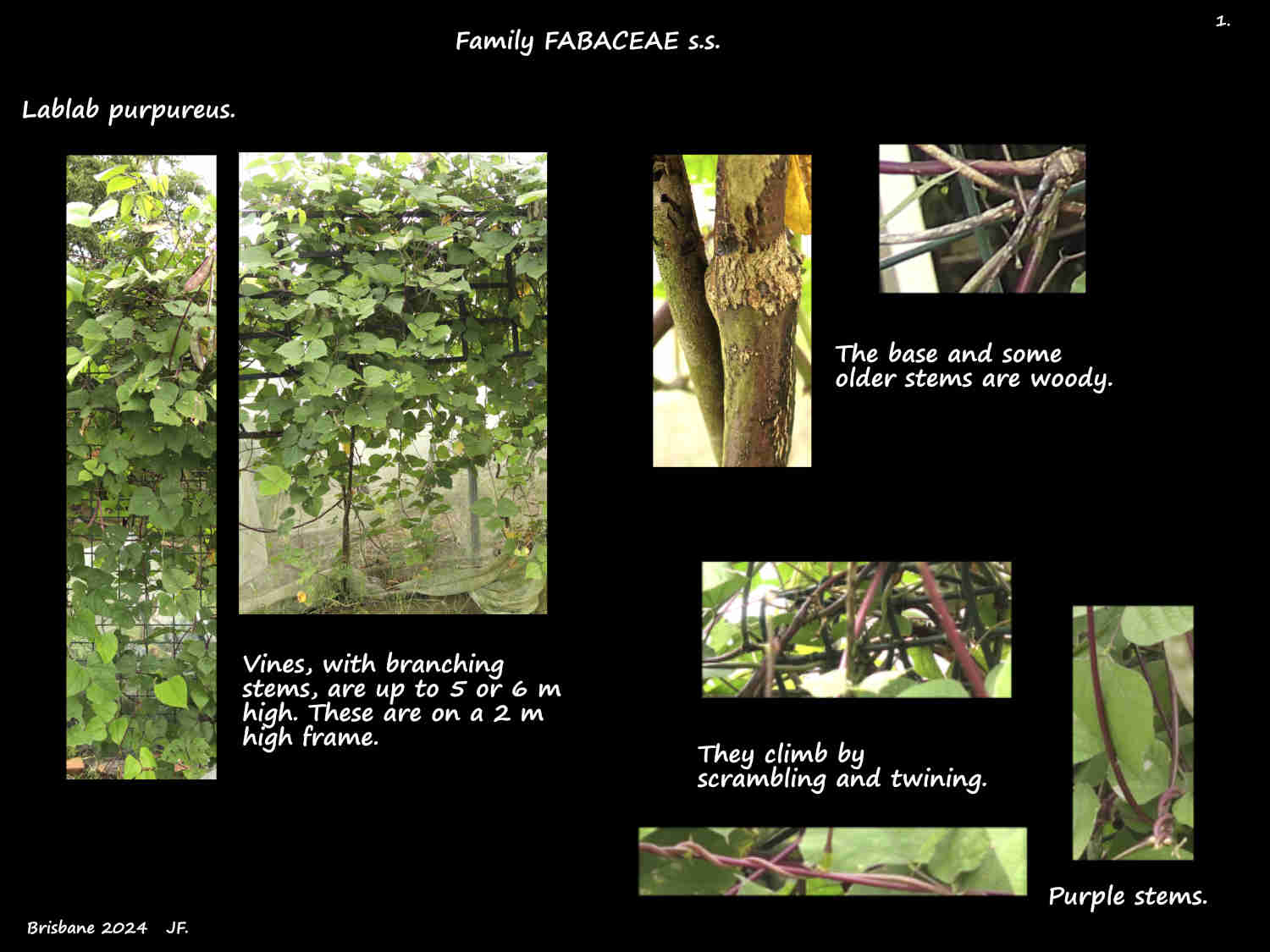 1 Lablab purpureus vines & stems