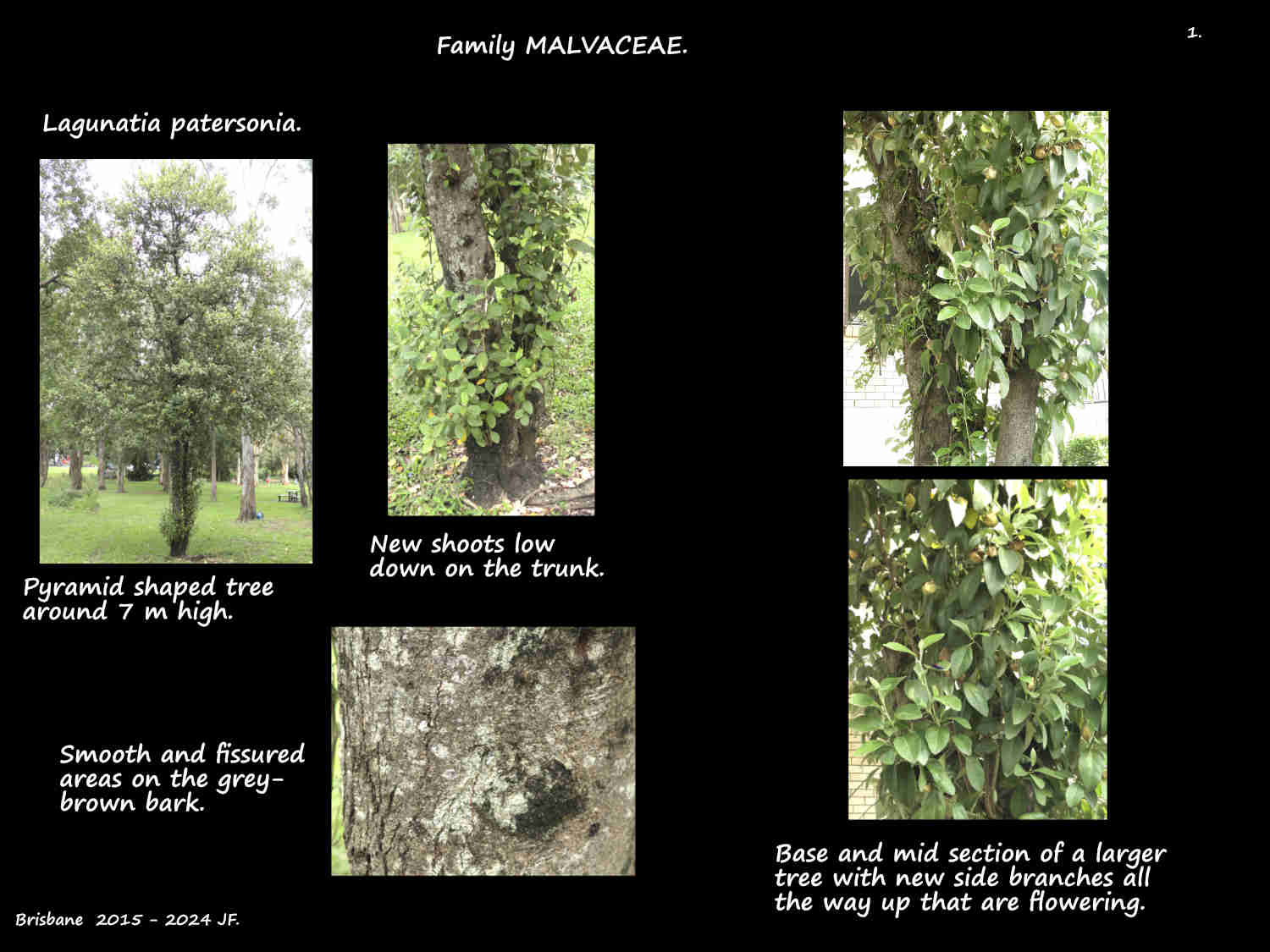 1 Lagunaria patersonia trees