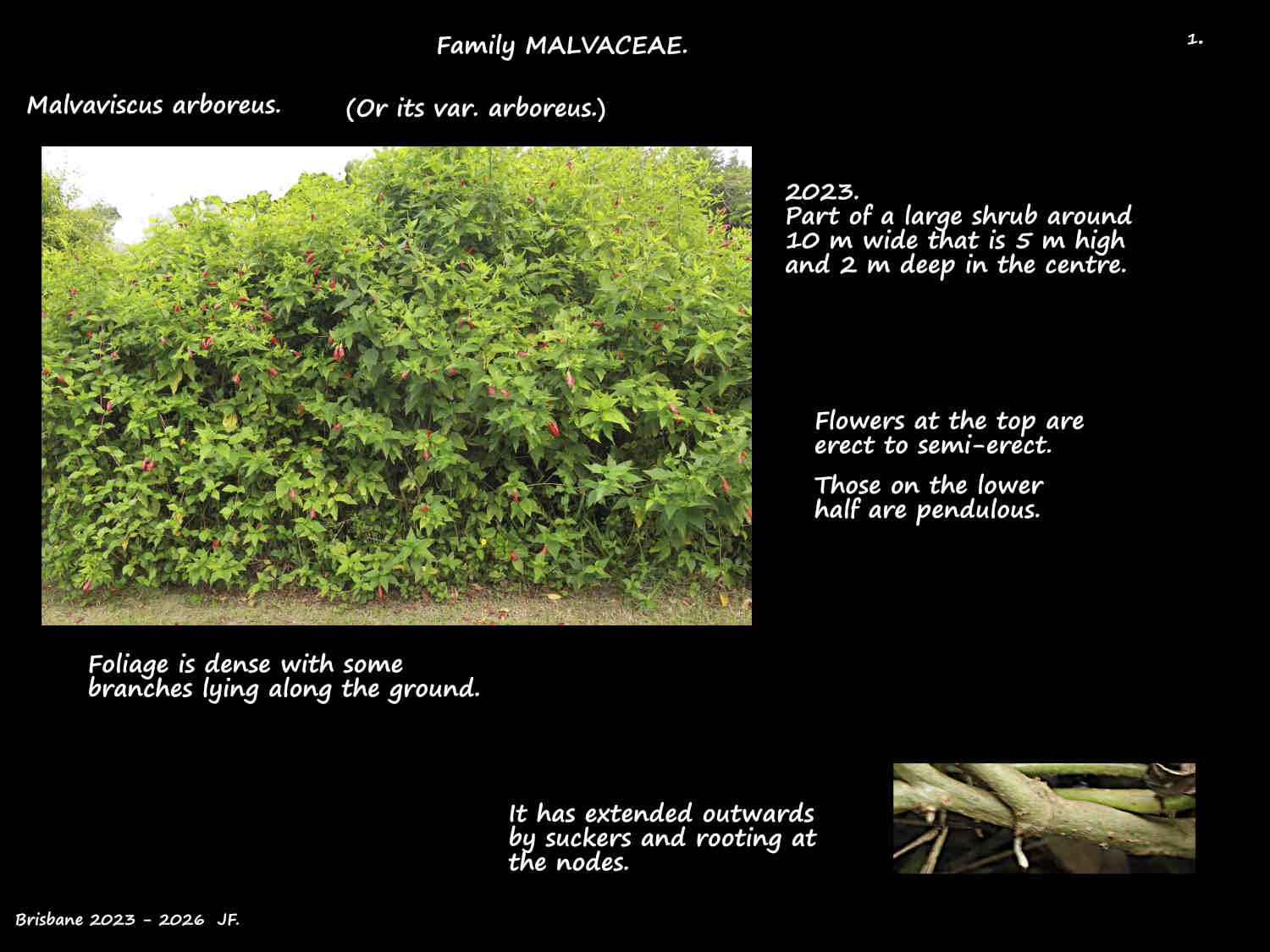 1 Large Malvaviscus arboreus shrub