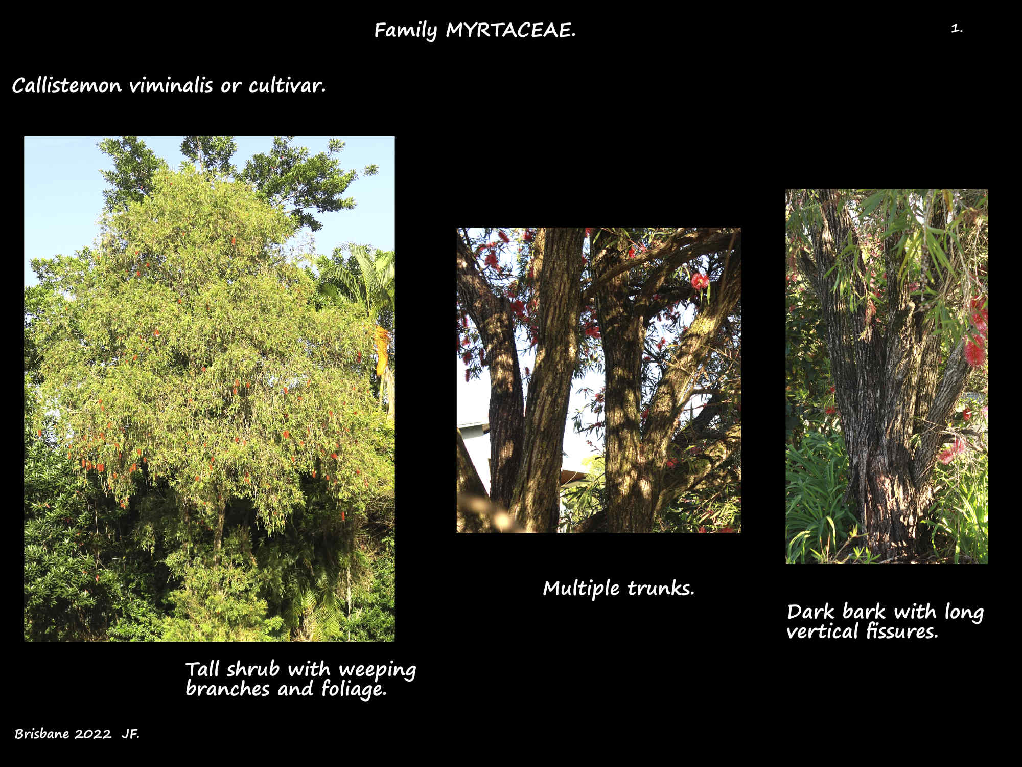 1 Large Weeping Callistemon shrub