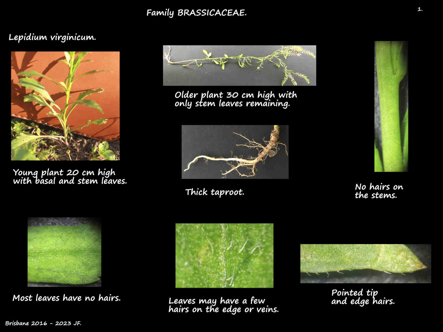 1 Lepidium virginicum plants & roots