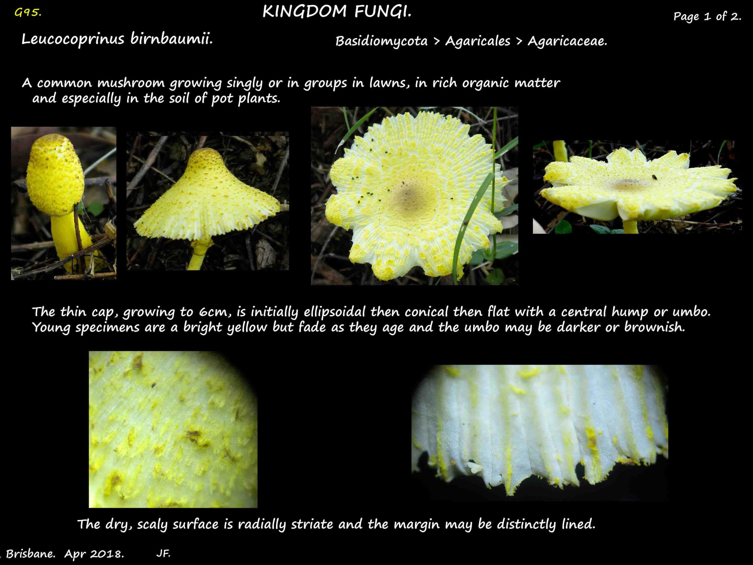 1 Leucocoprinus birnbaumii with scales on the yellow cap
