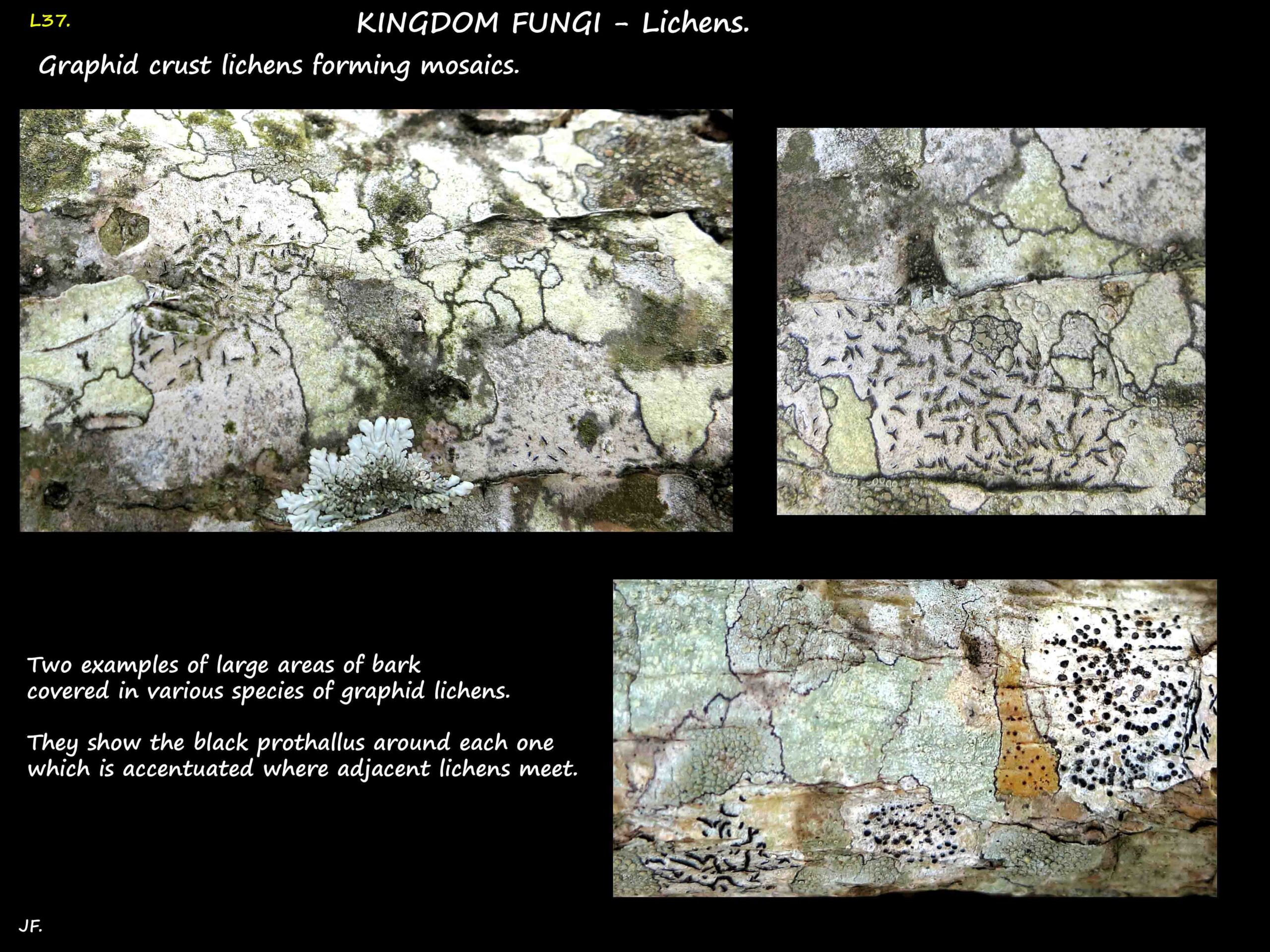 1 Mosaics in Graphid lichens