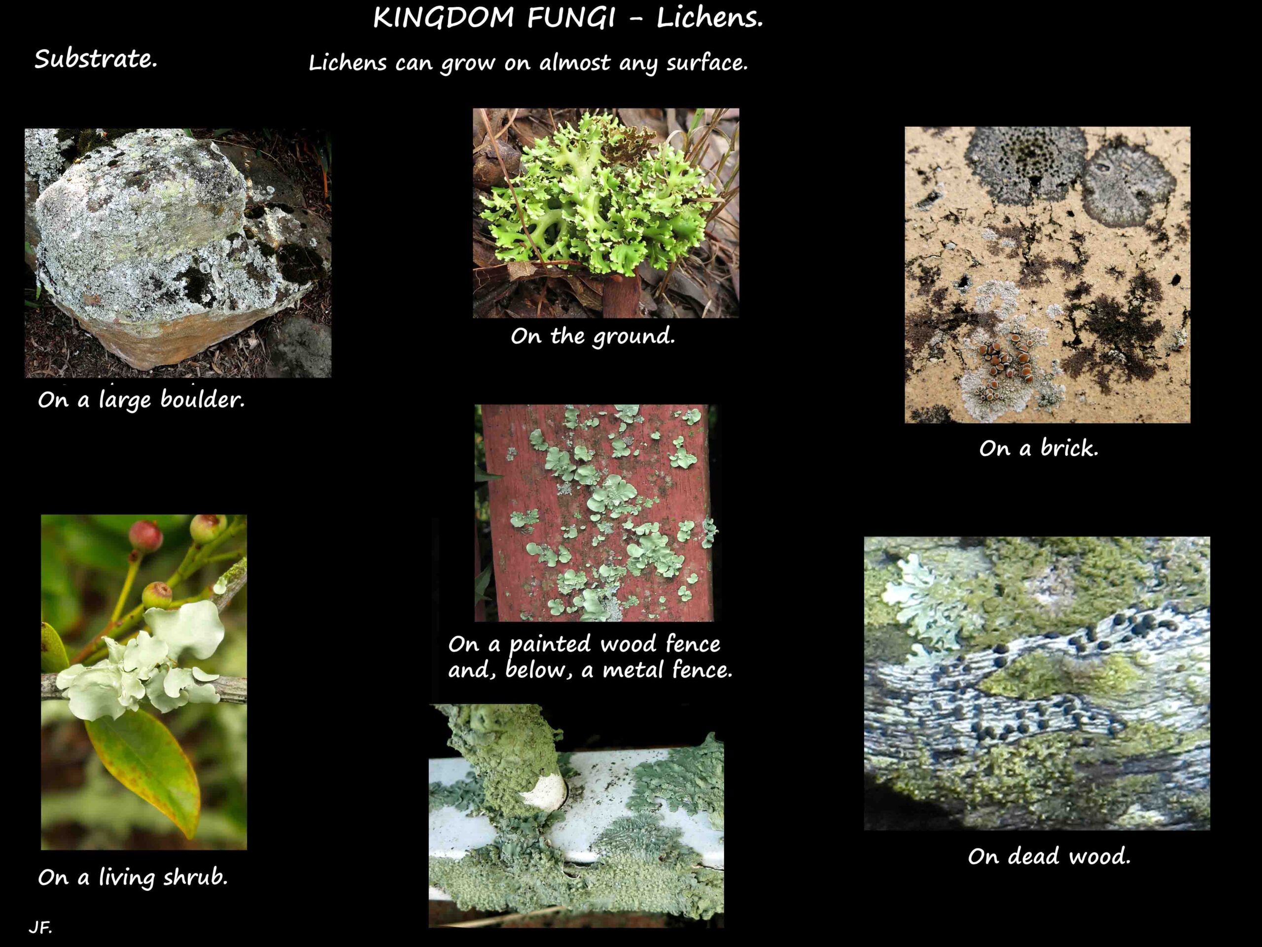 1 Lichen can grow on almost any surface