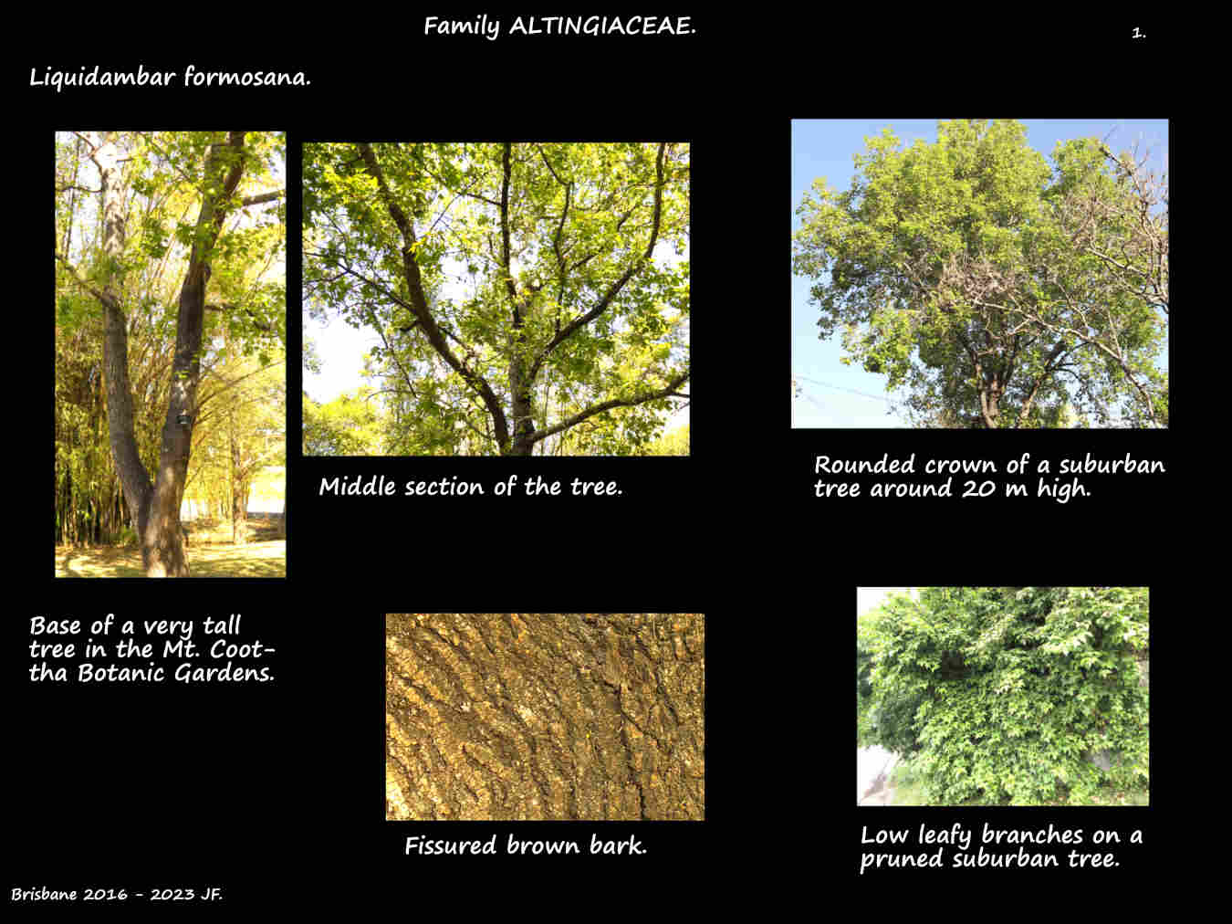 1 Liquidambar formosana trees & bark