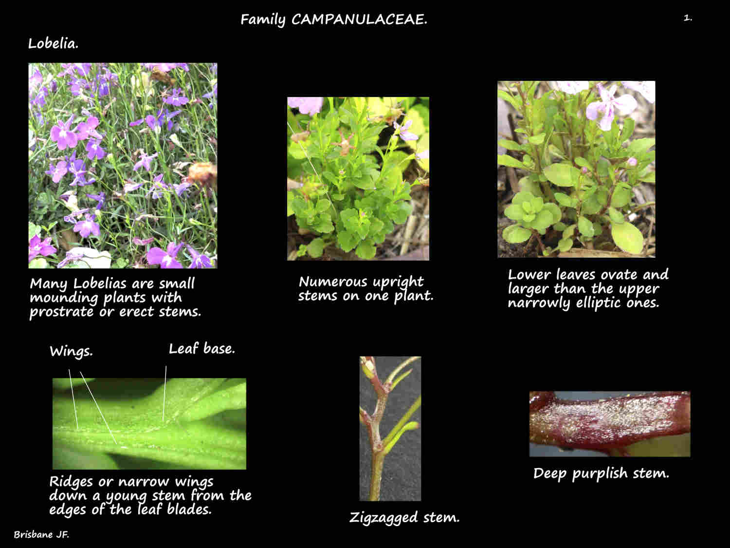 1 Lobelia plants & stems