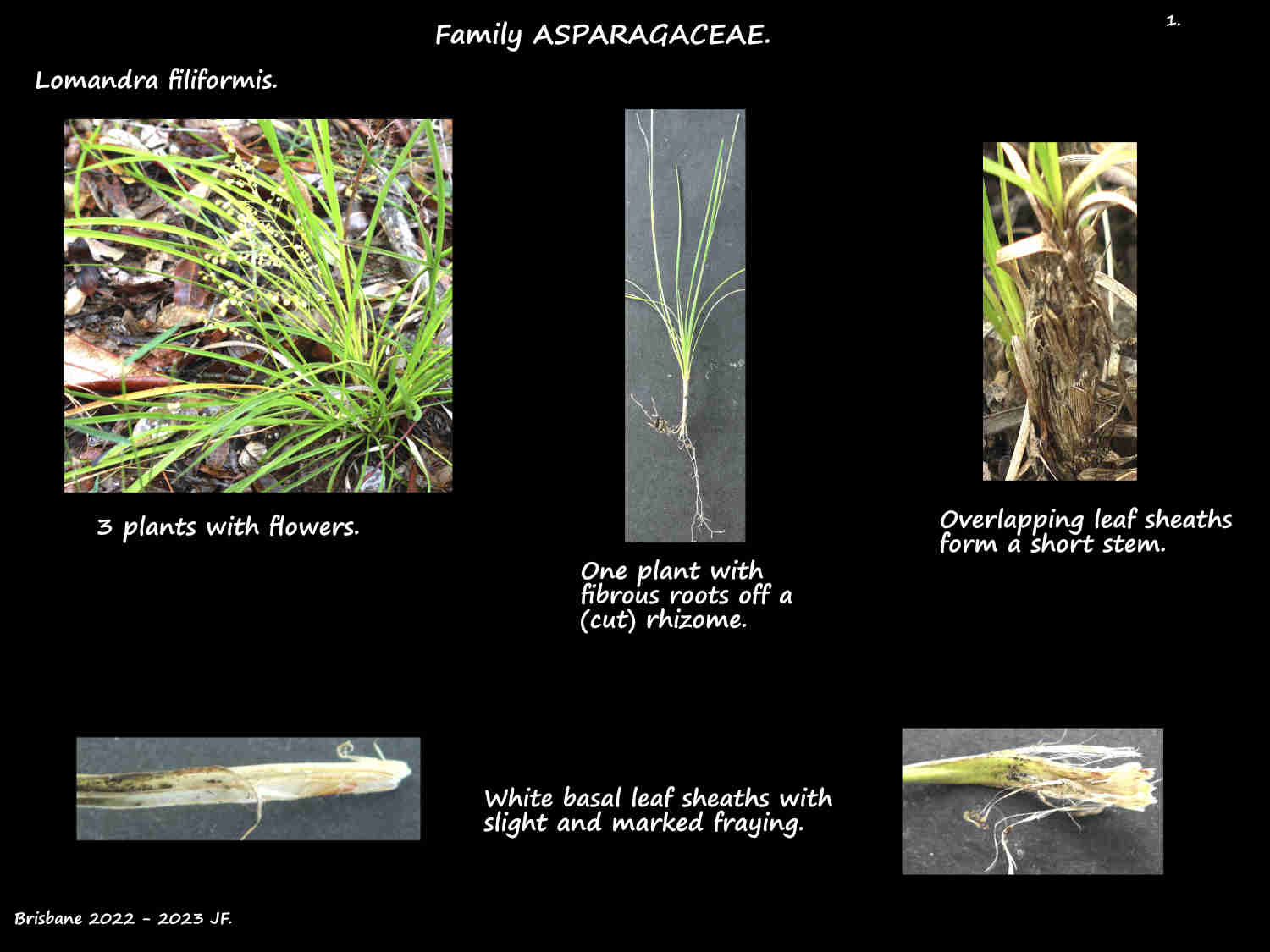 1 Lomandra filiformis plant & leaf sheaths