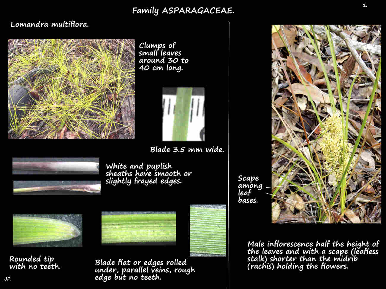 1 Lomandra multiflora leaves, sheaths & male inflorescence