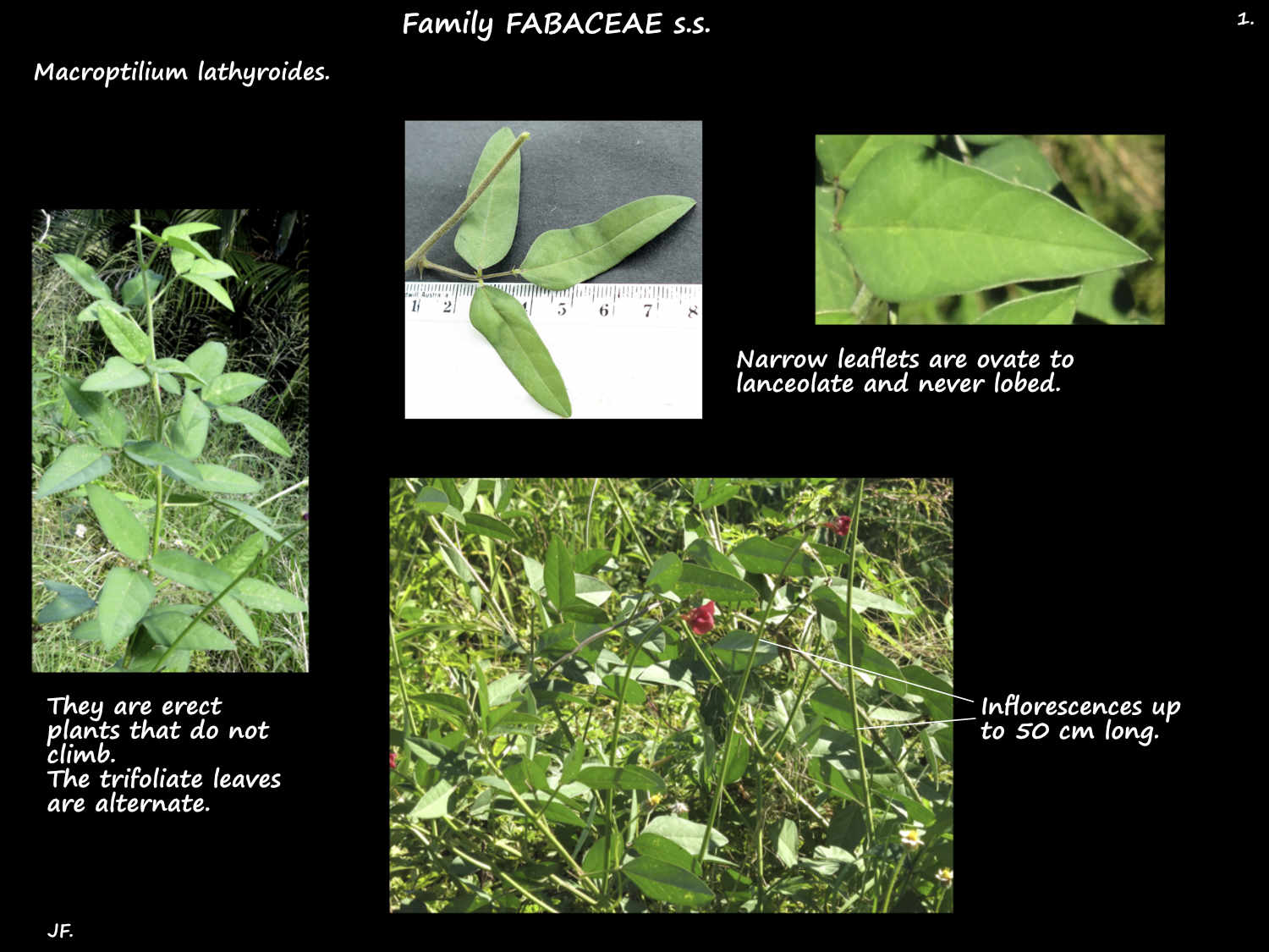 1 Macroptilium lathyroides plant & leaves