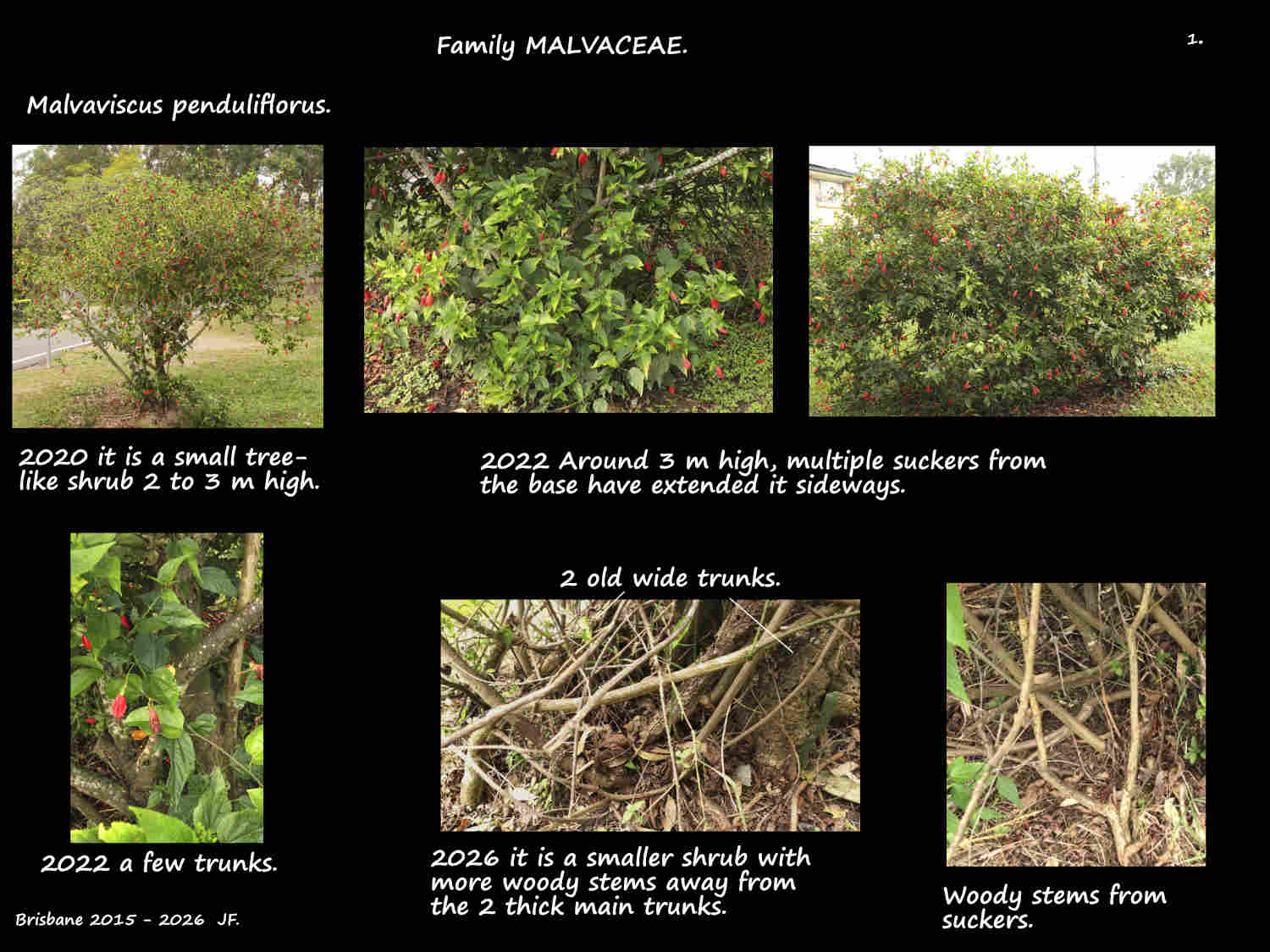 1 Malvaviscus penduliflorus shrub