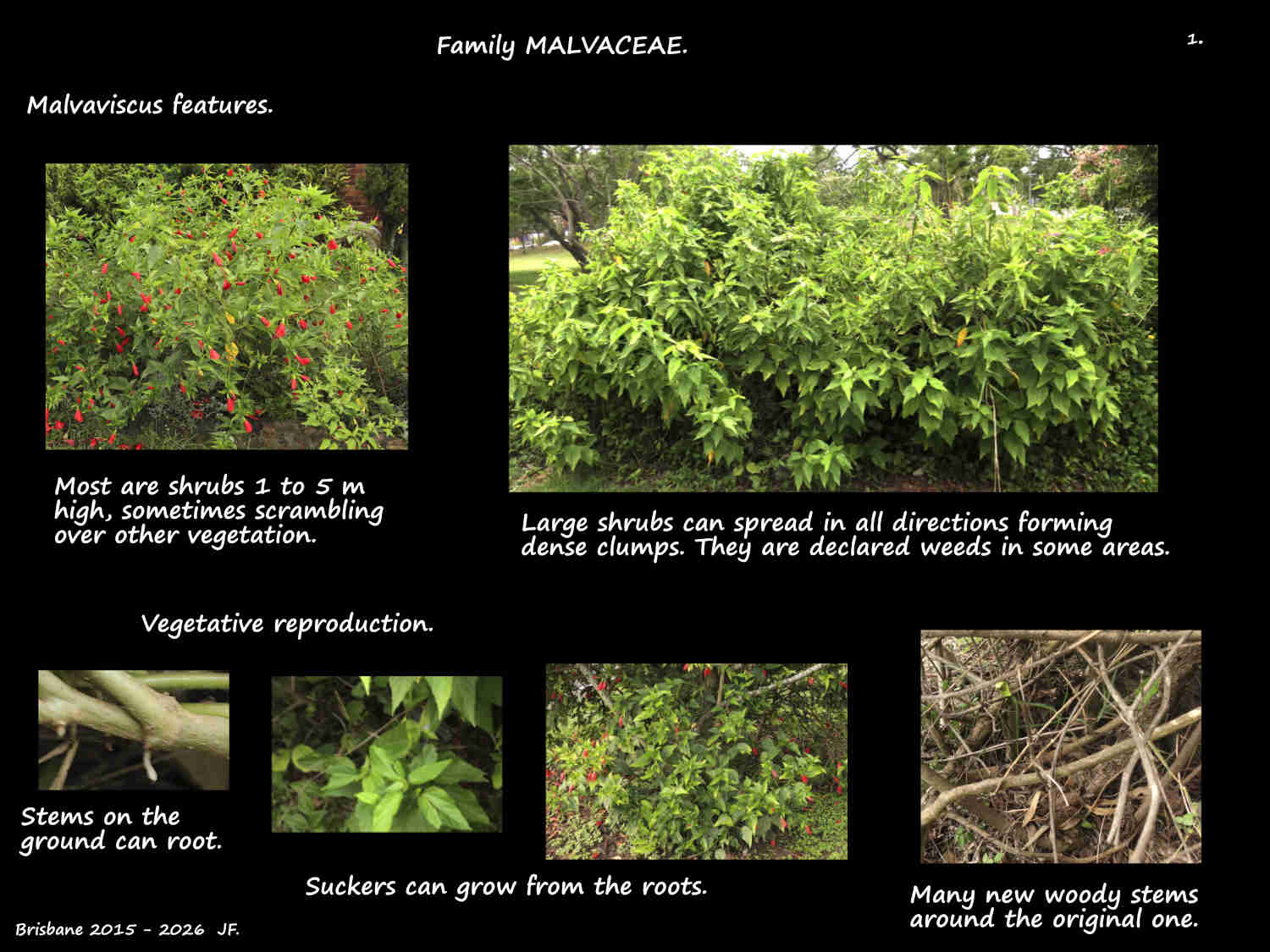 1 Malvaviscus shrubs