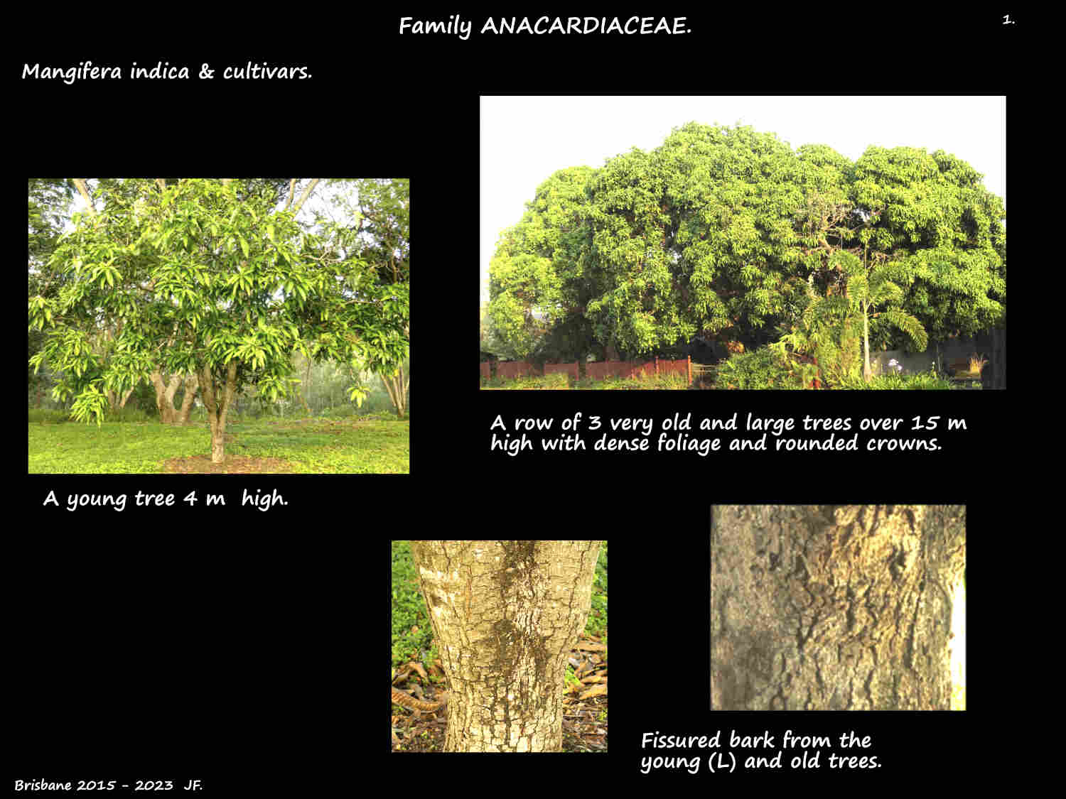 1 Mangifera indica trees & bark