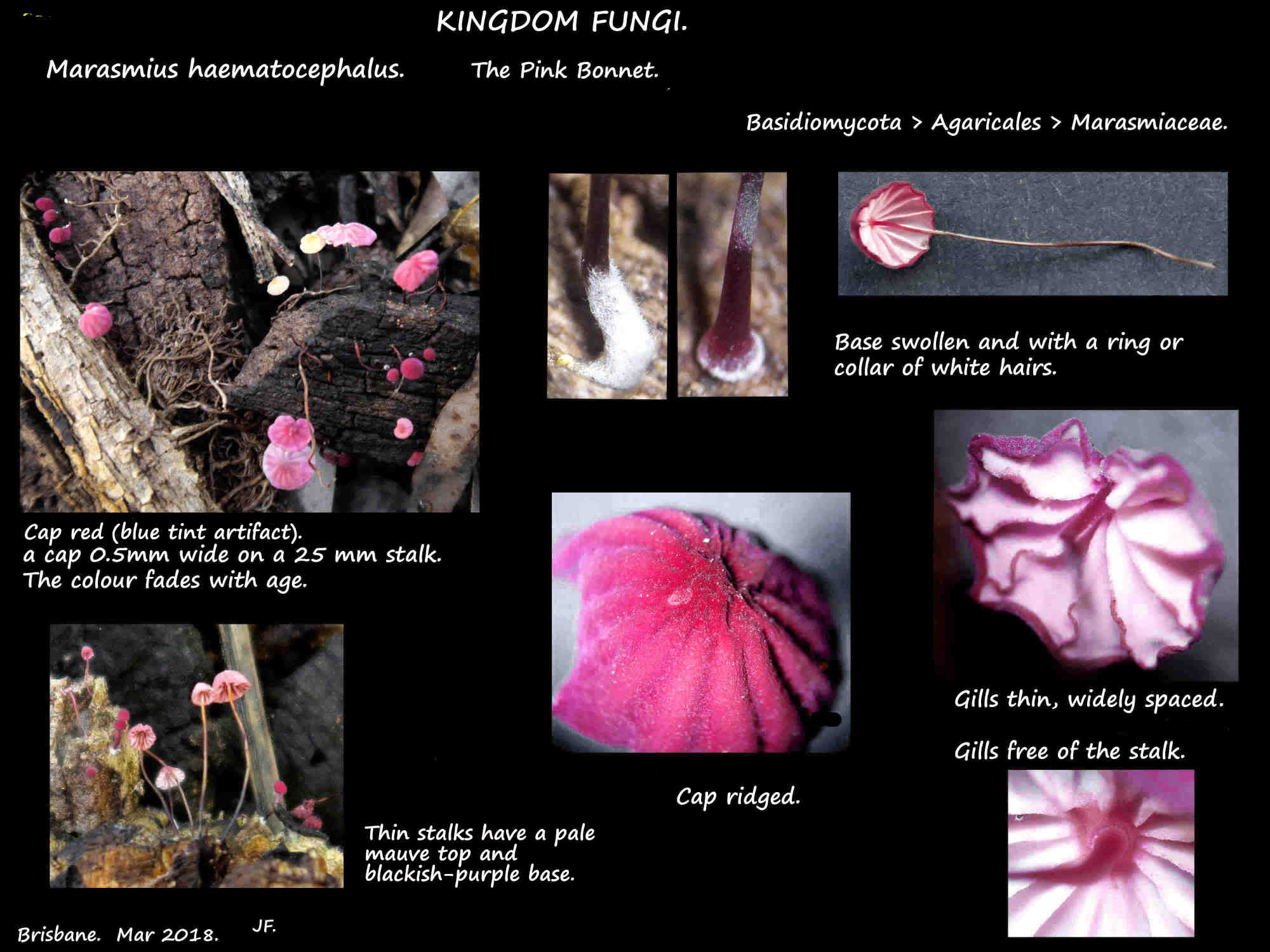 1 Marasmius haematocephalus