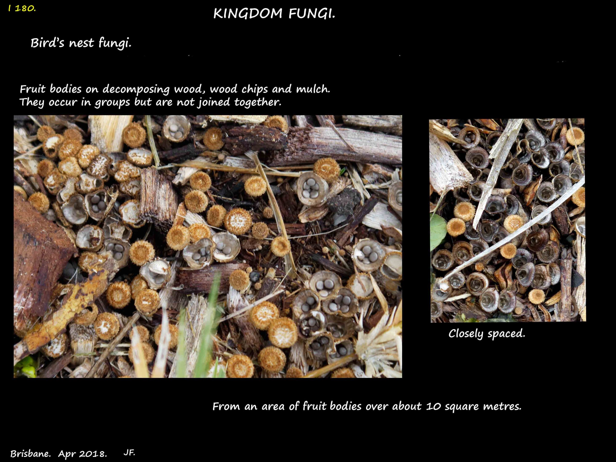 1 Massed birds nest fungi