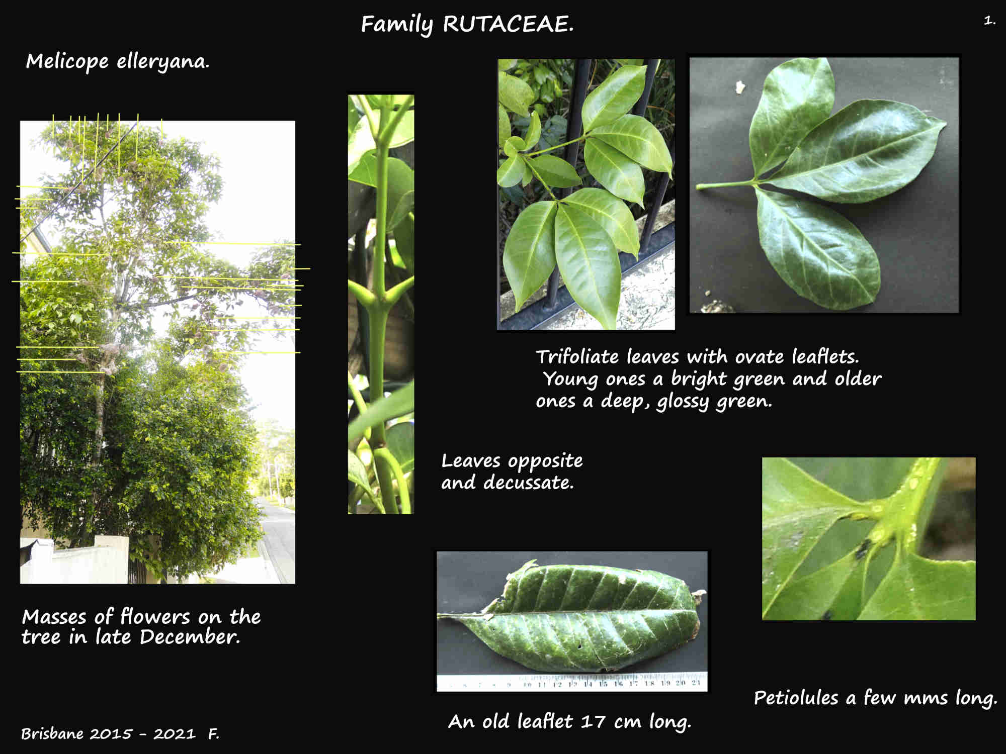 1 Melicope elleryana tree & leaves