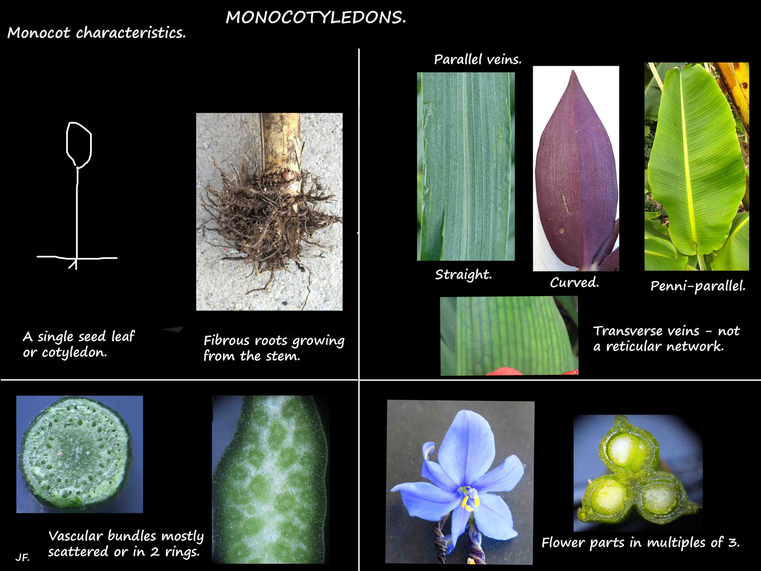 Monocot features
