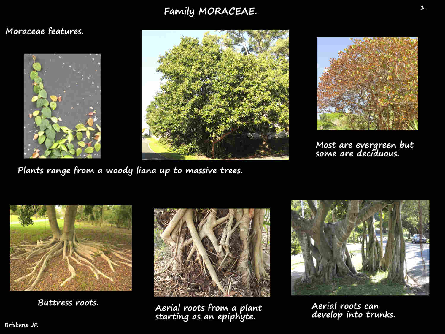 1 Moraceae plants & roots