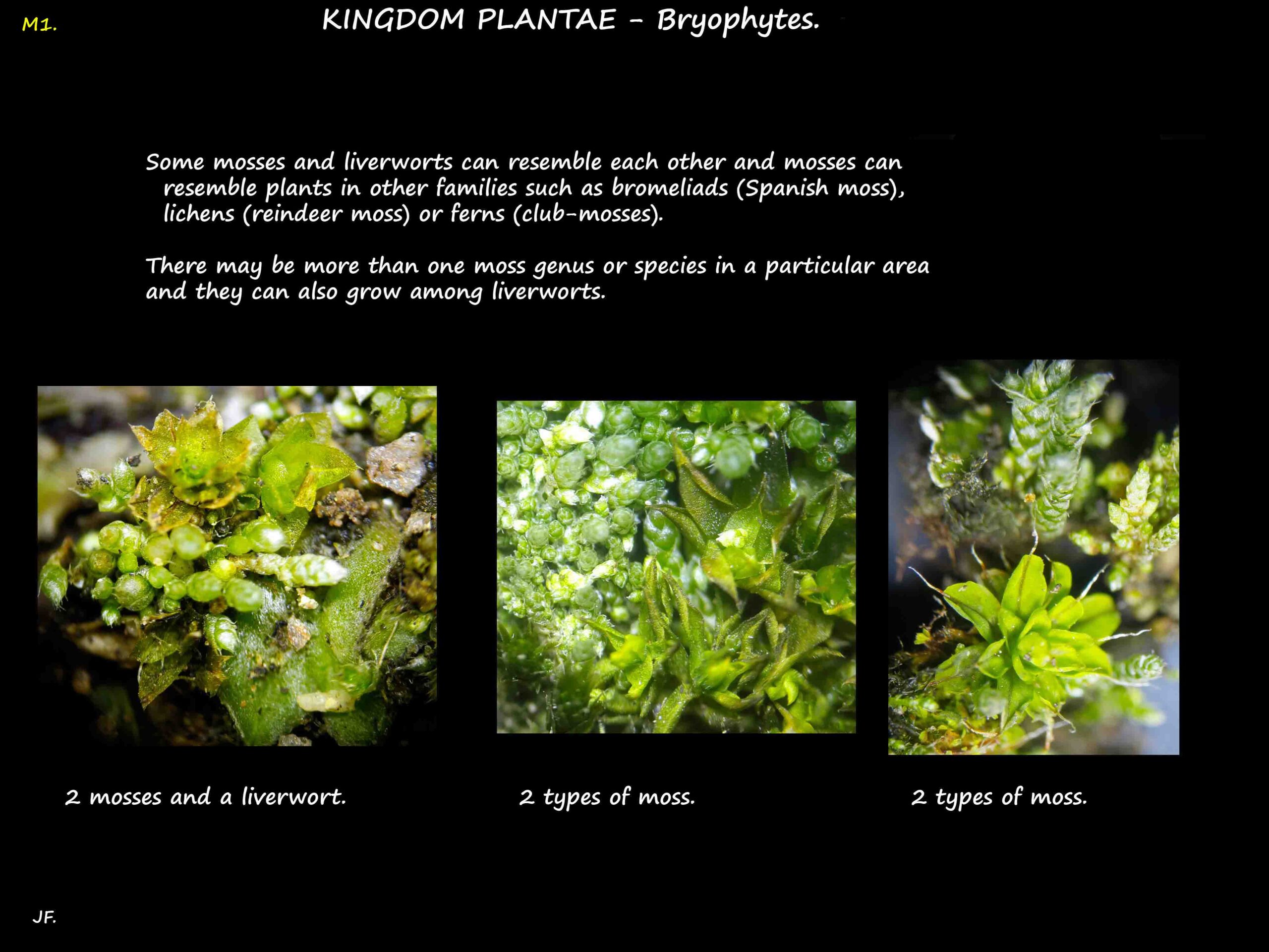 Mosses & liverworts are often found together
