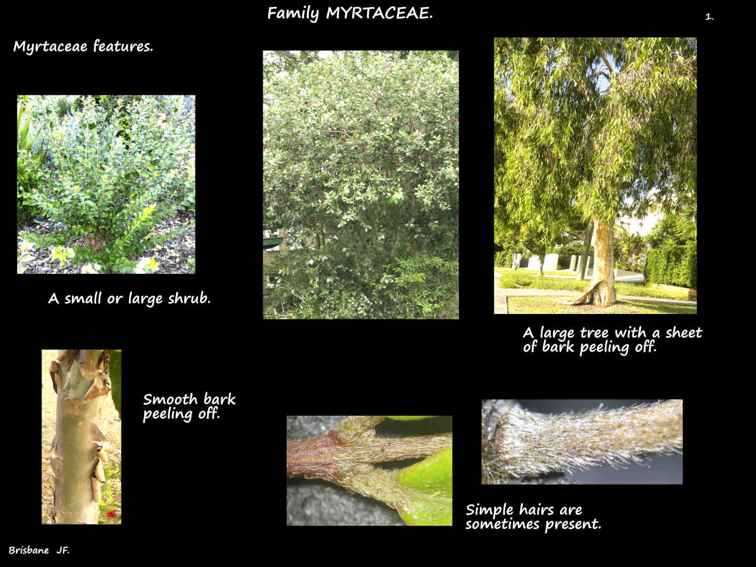 1 Myrtaceae are mostly shrubs & trees