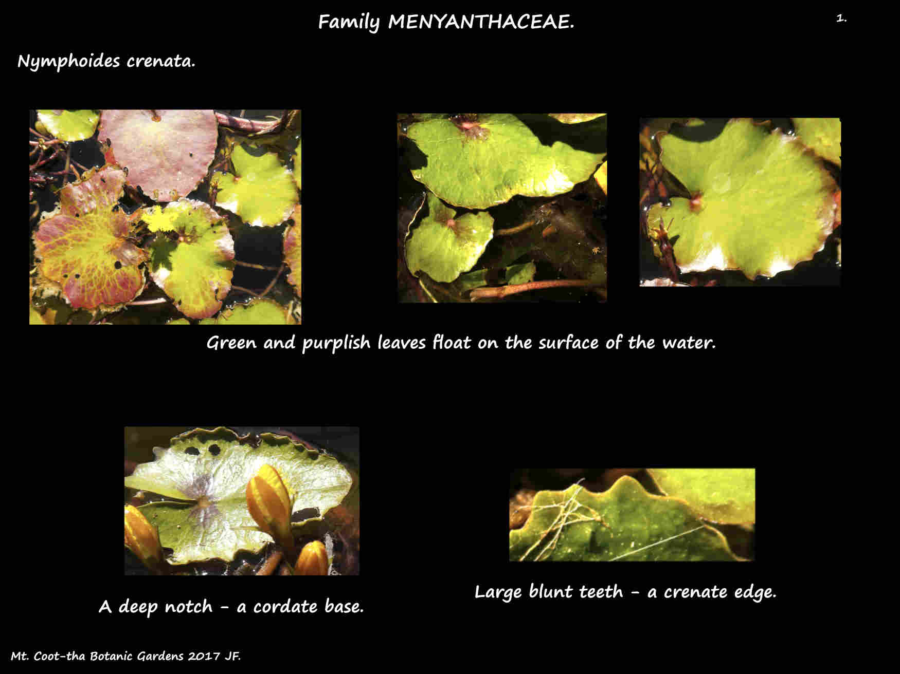 1 Nymphoides crenata leaves