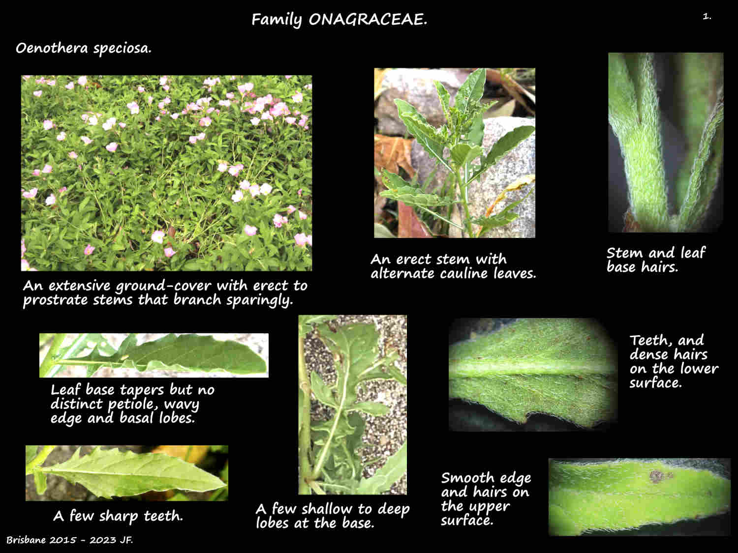 1 Oenothera speciosa plants & leaves