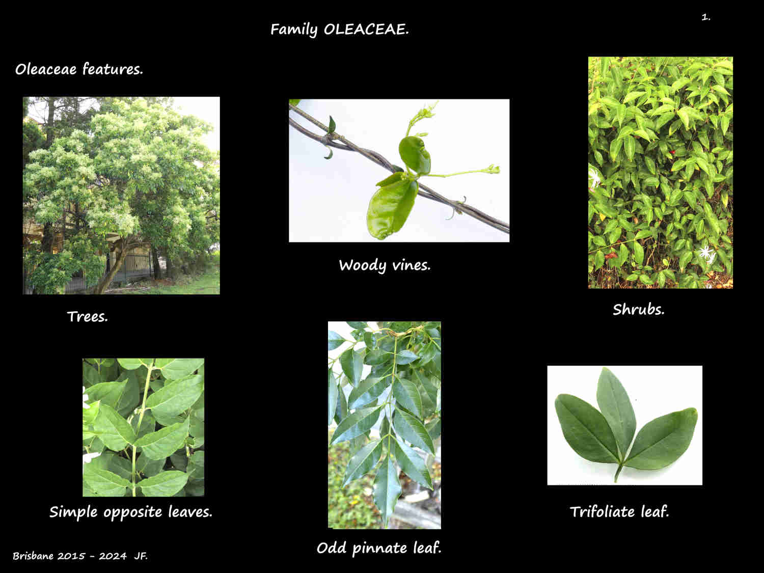 1 Oleaceae plants & leaves