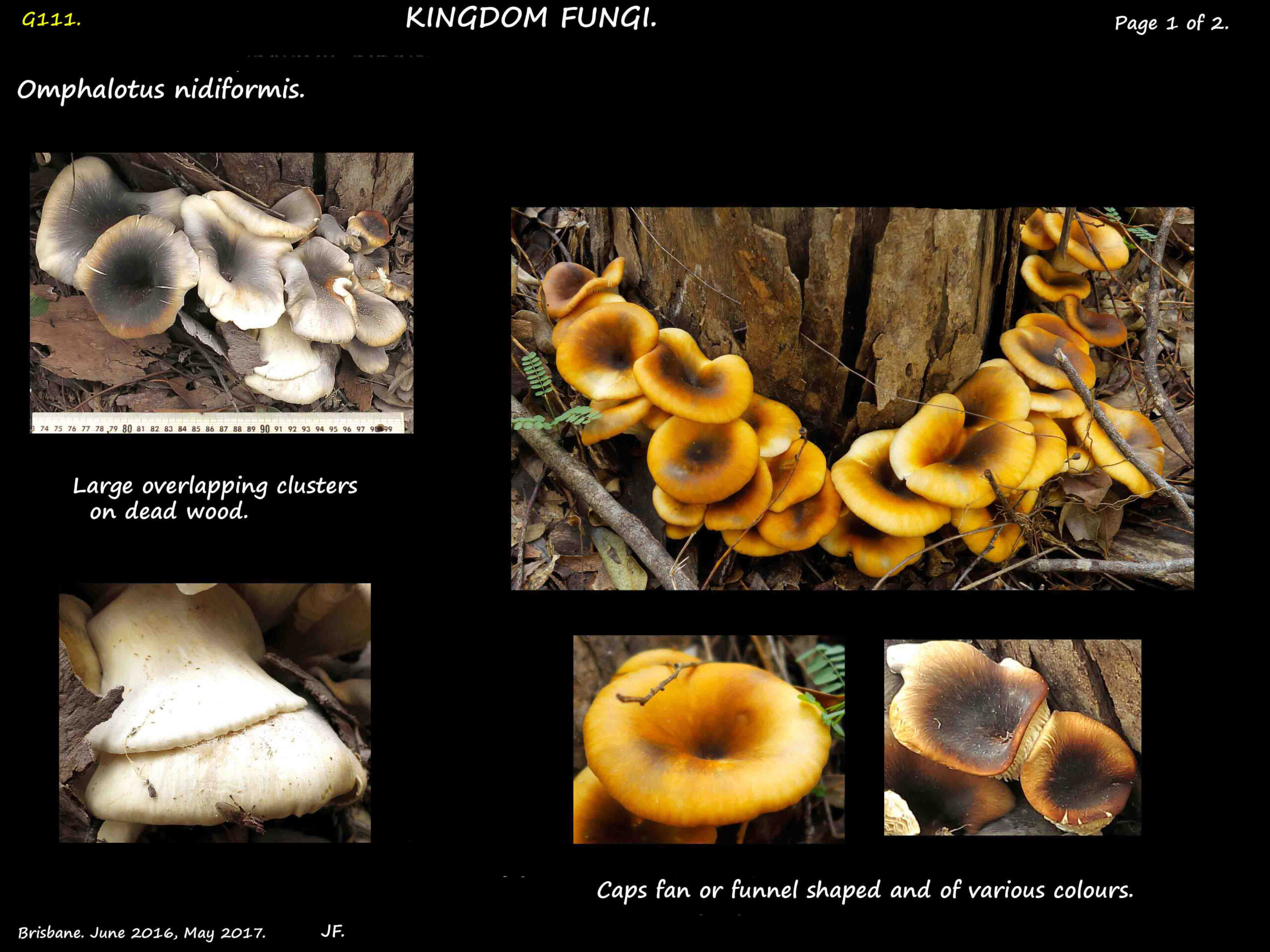 1 Omphalotus nidiformis fan or funnel-shaped caps