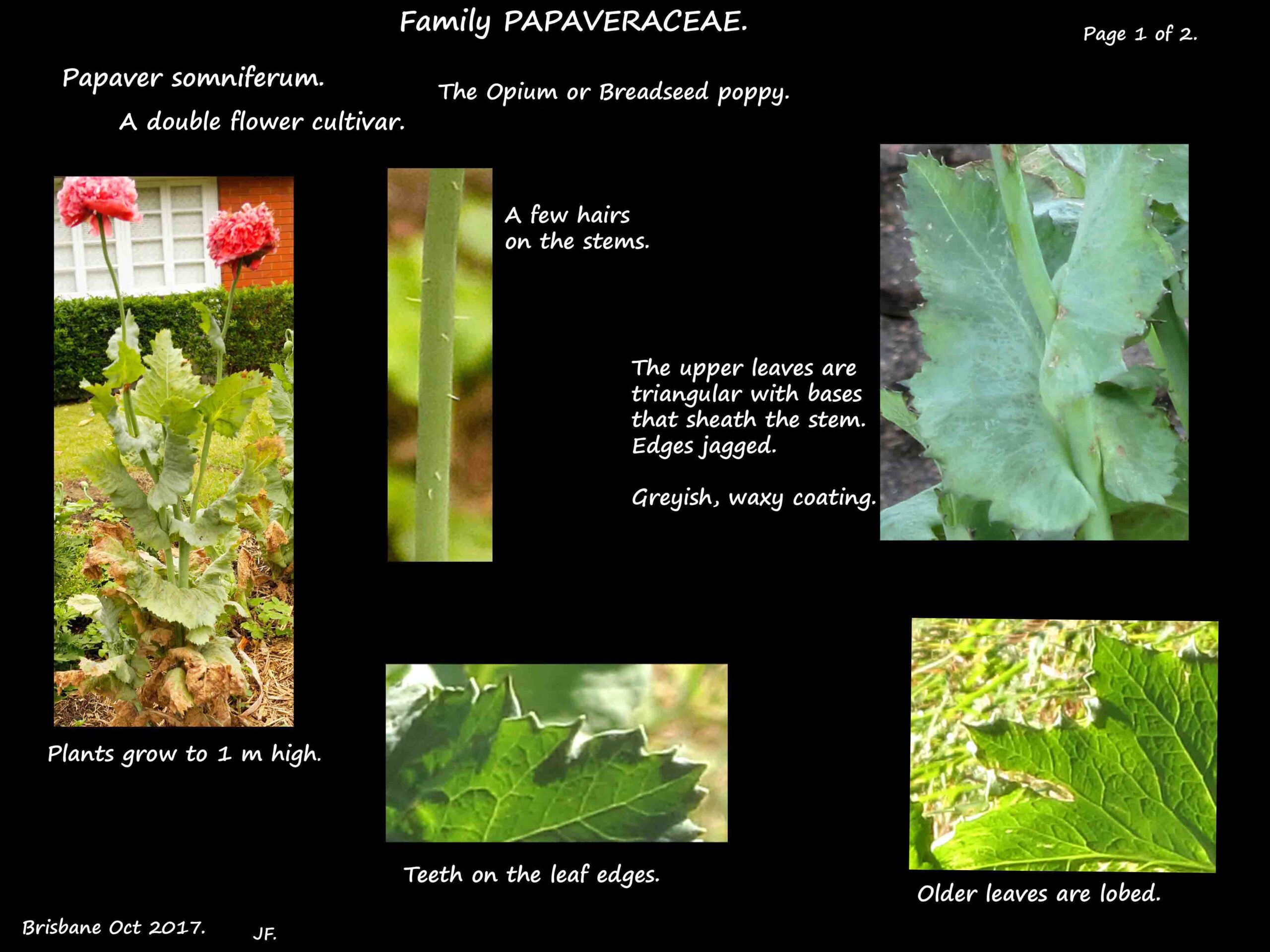 1 Opium poppy plant & leaves