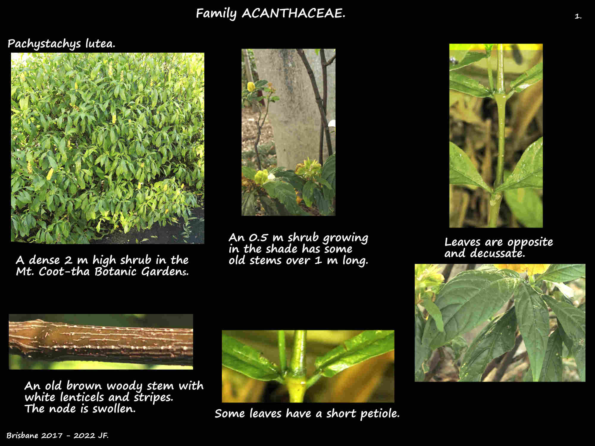 1 Pachystachys lutea plants & stems