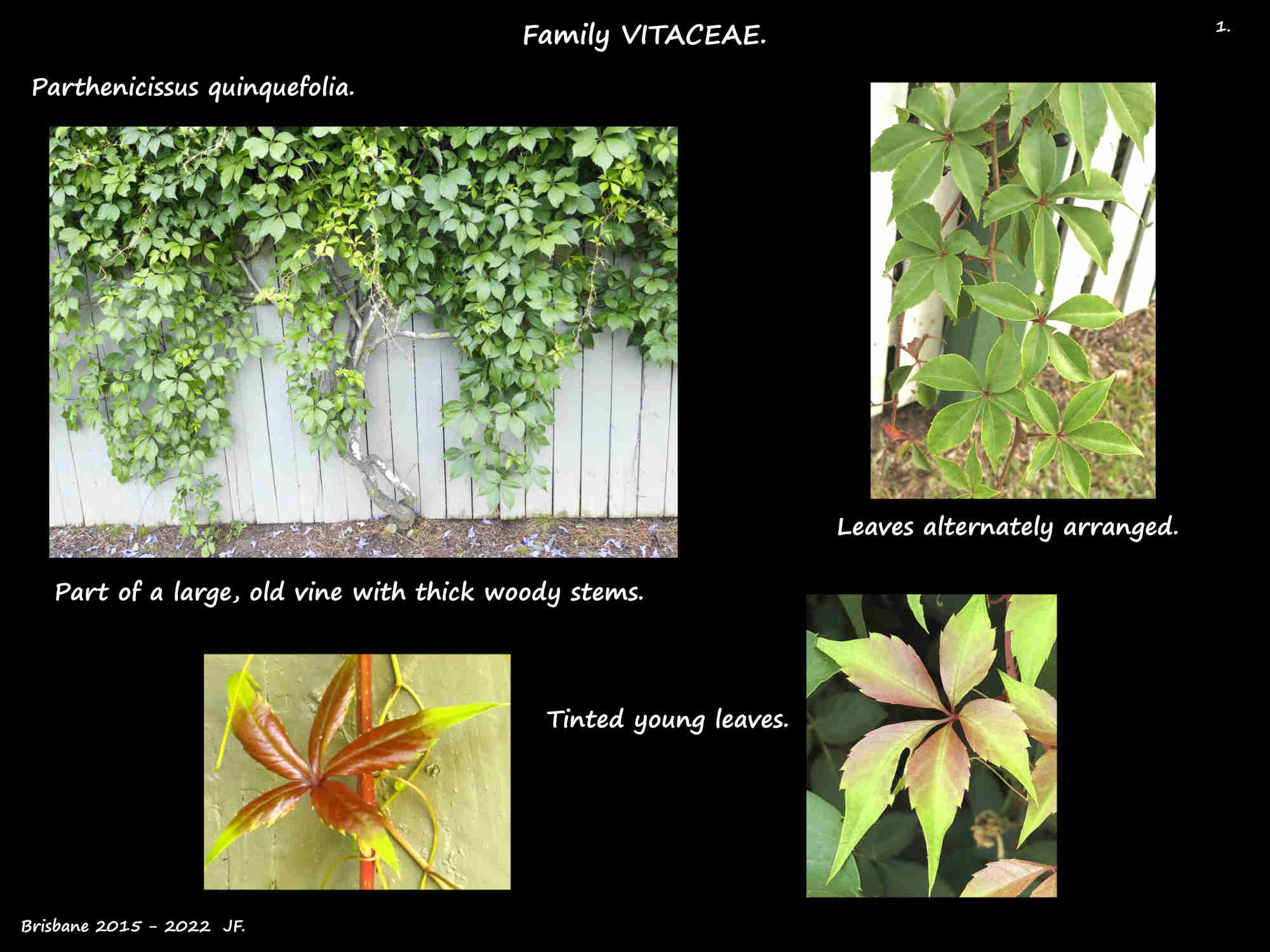 1 Parthenocissus quinquefolia vine & tinted leaves