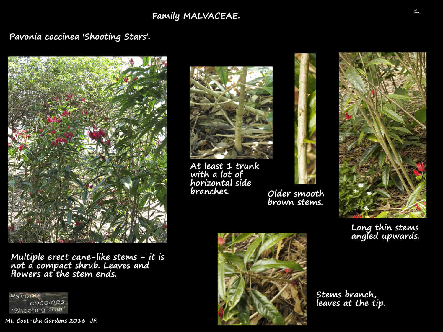 1 Pavonia coccinea plant