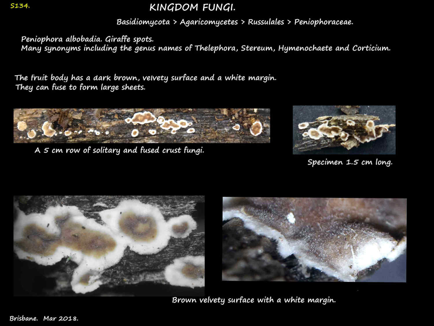 1 Peniophora albobdia