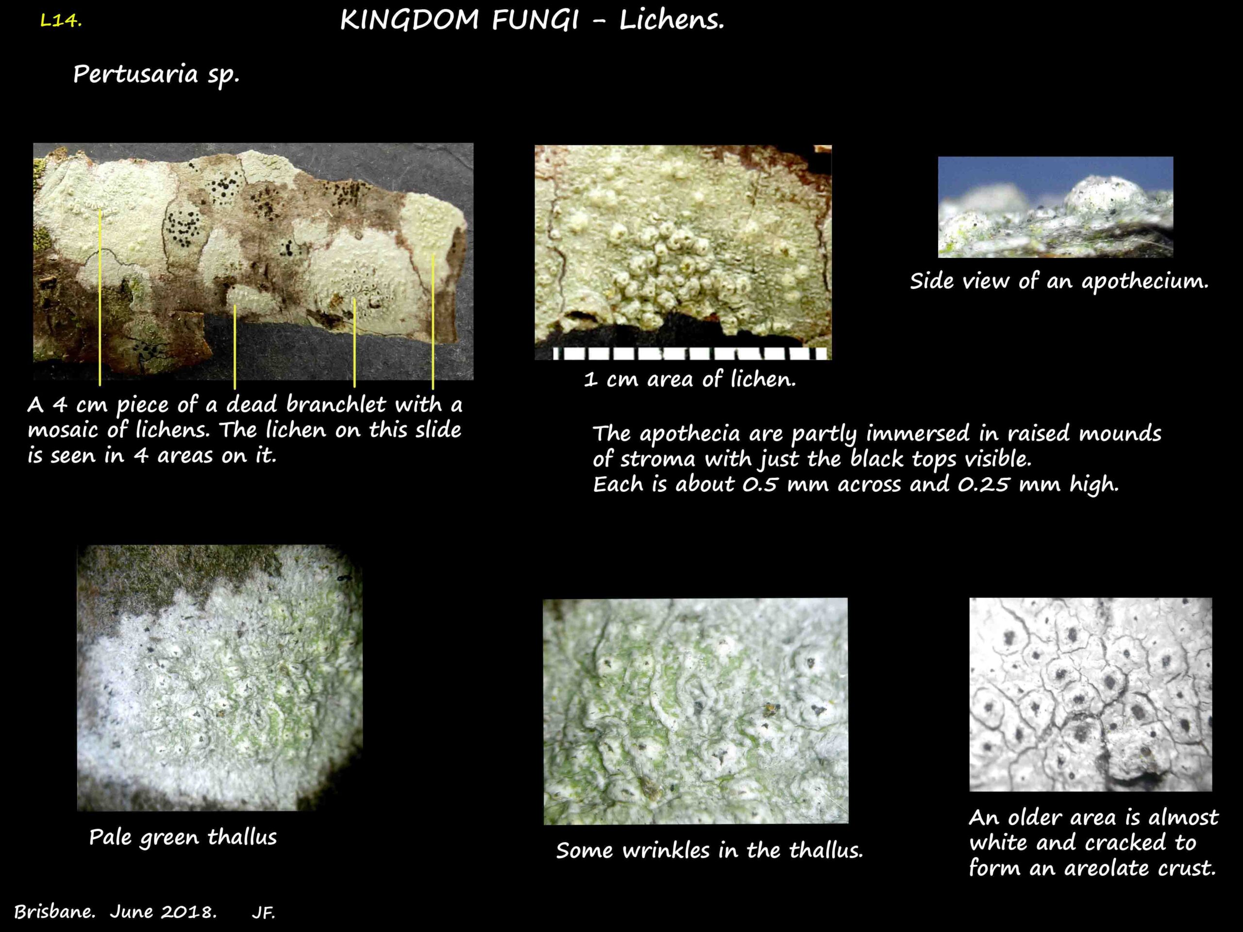 1 Pertusaria lichen