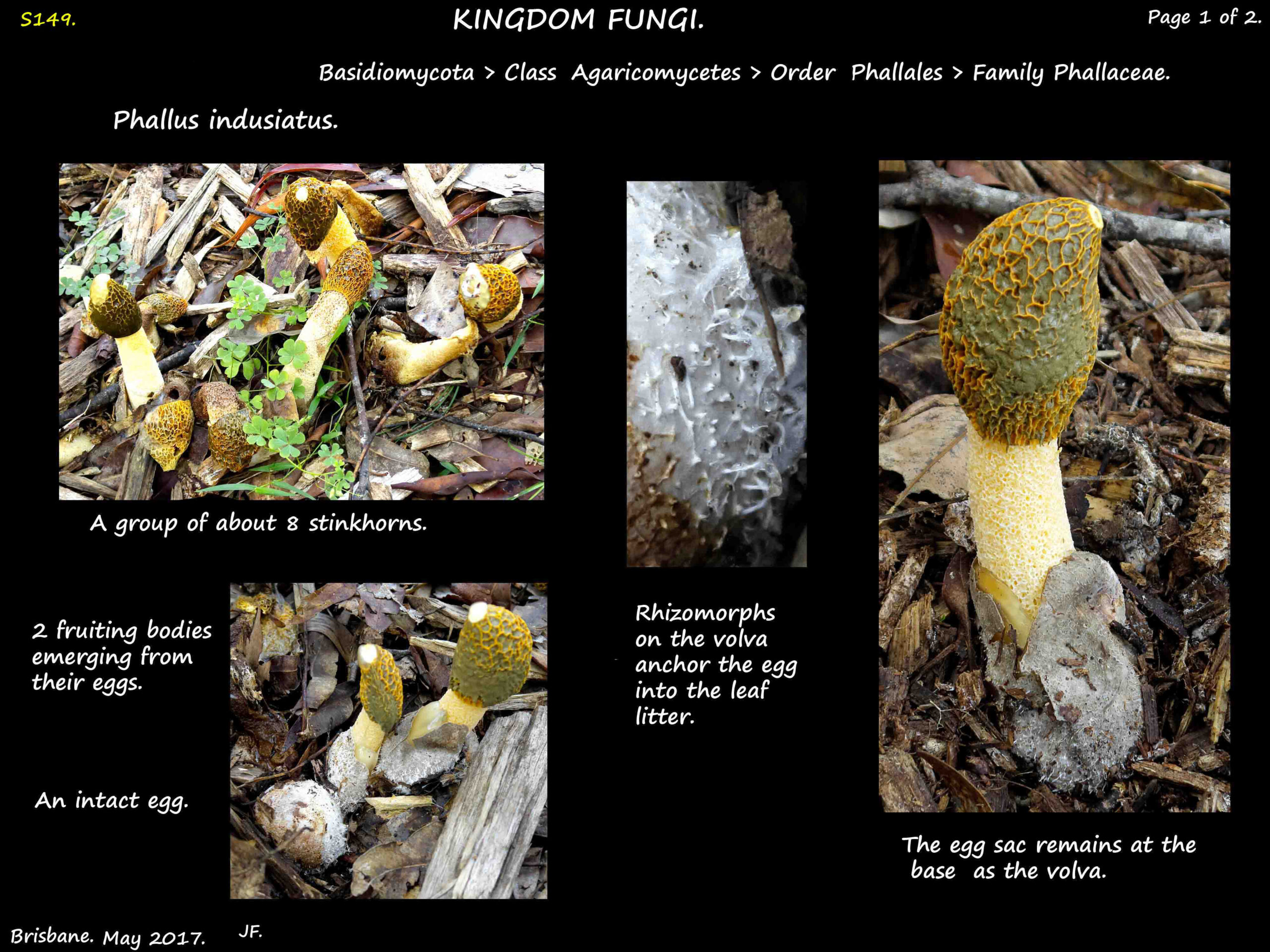 1 Phallus indusiatus volva & rhizomorphs