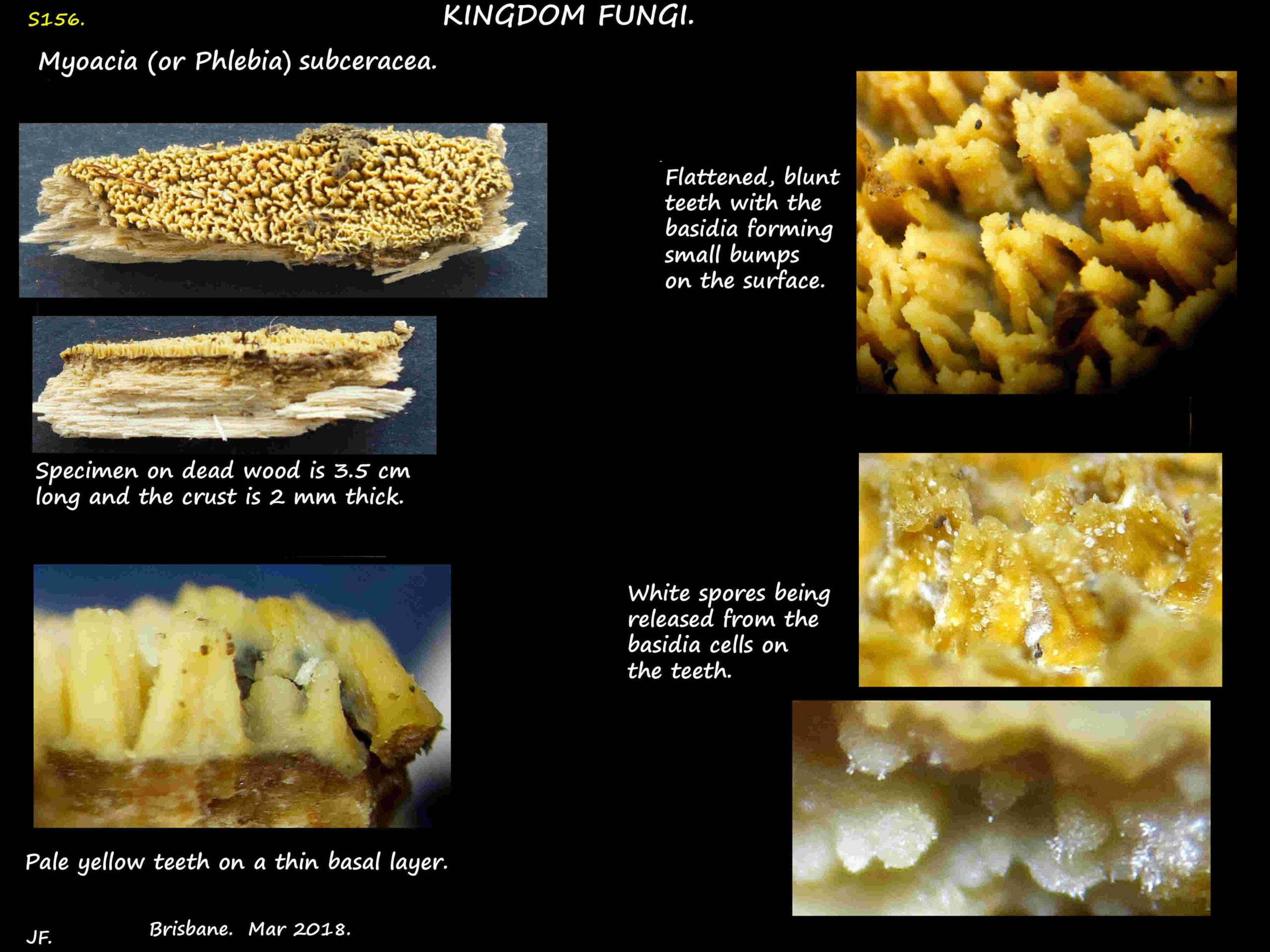 1 Phlebia subceracea - a tooth fungus
