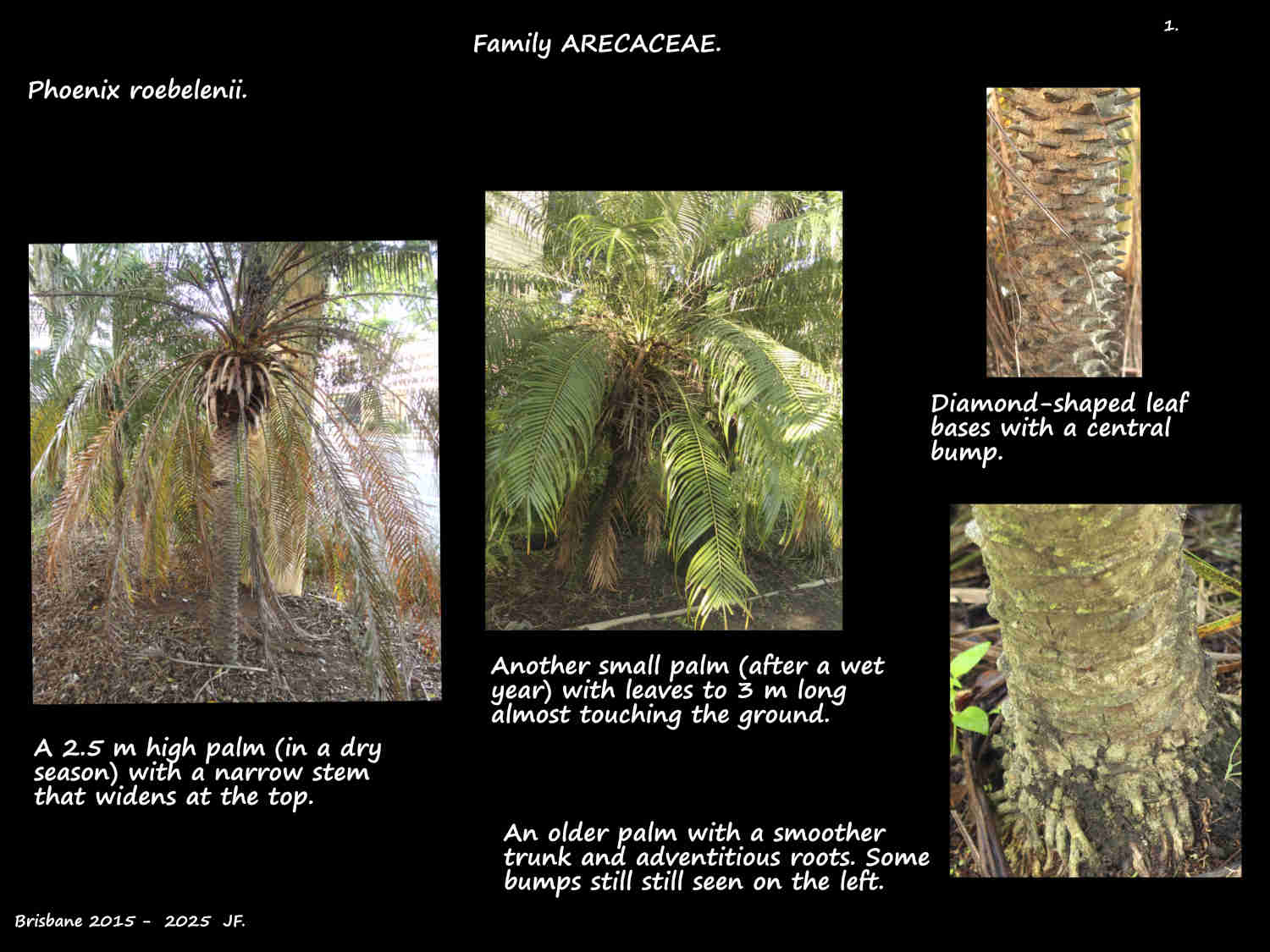 1 Phoenix roebelenii palms & trunks