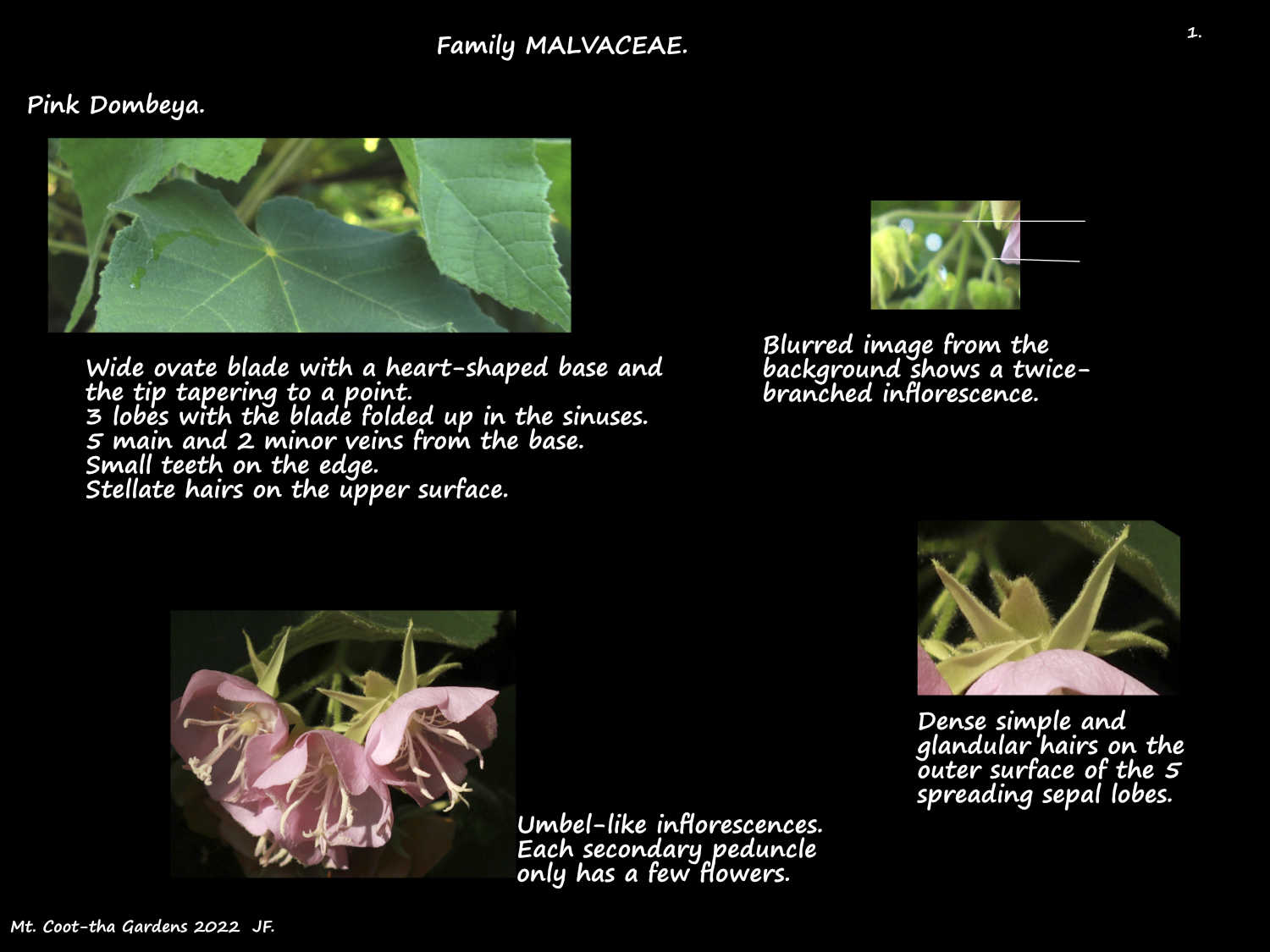 1 Pink Dombeya leaves and inflorescences