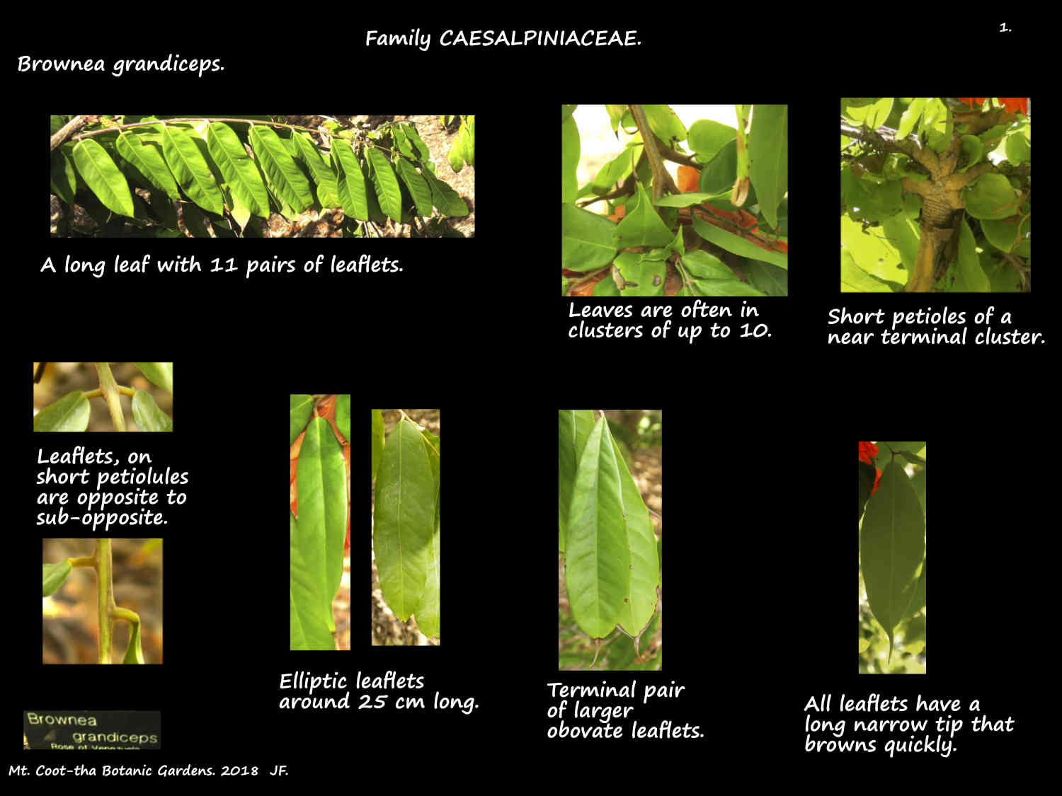 1 Pinnate Brownea grandiceps leaves
