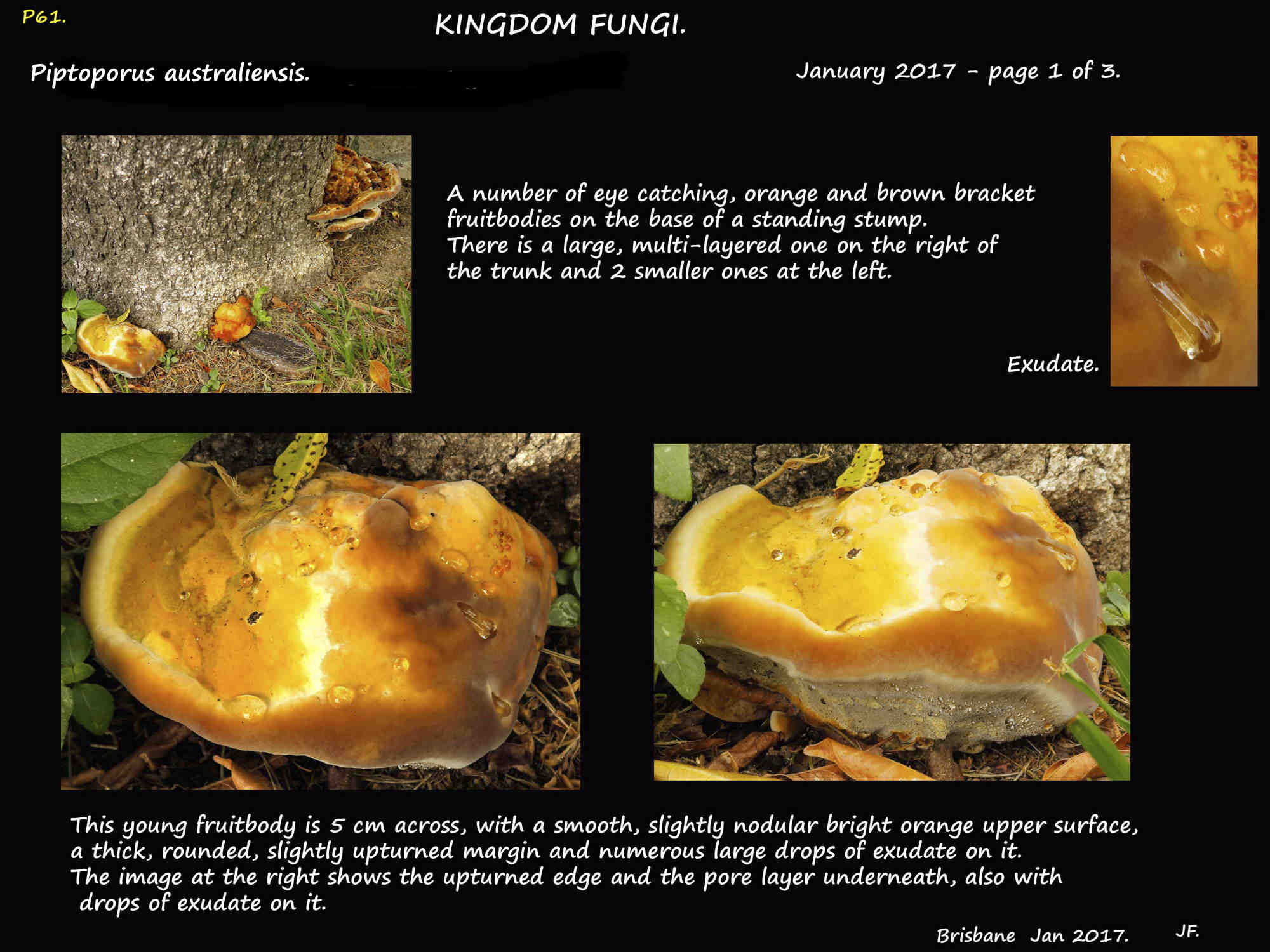 1 Piptoporus australiensis with exudate on the brackets