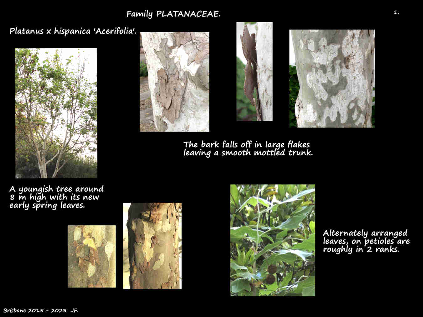 1 Platanus x hispanica 'Acerifolia' tree & bark