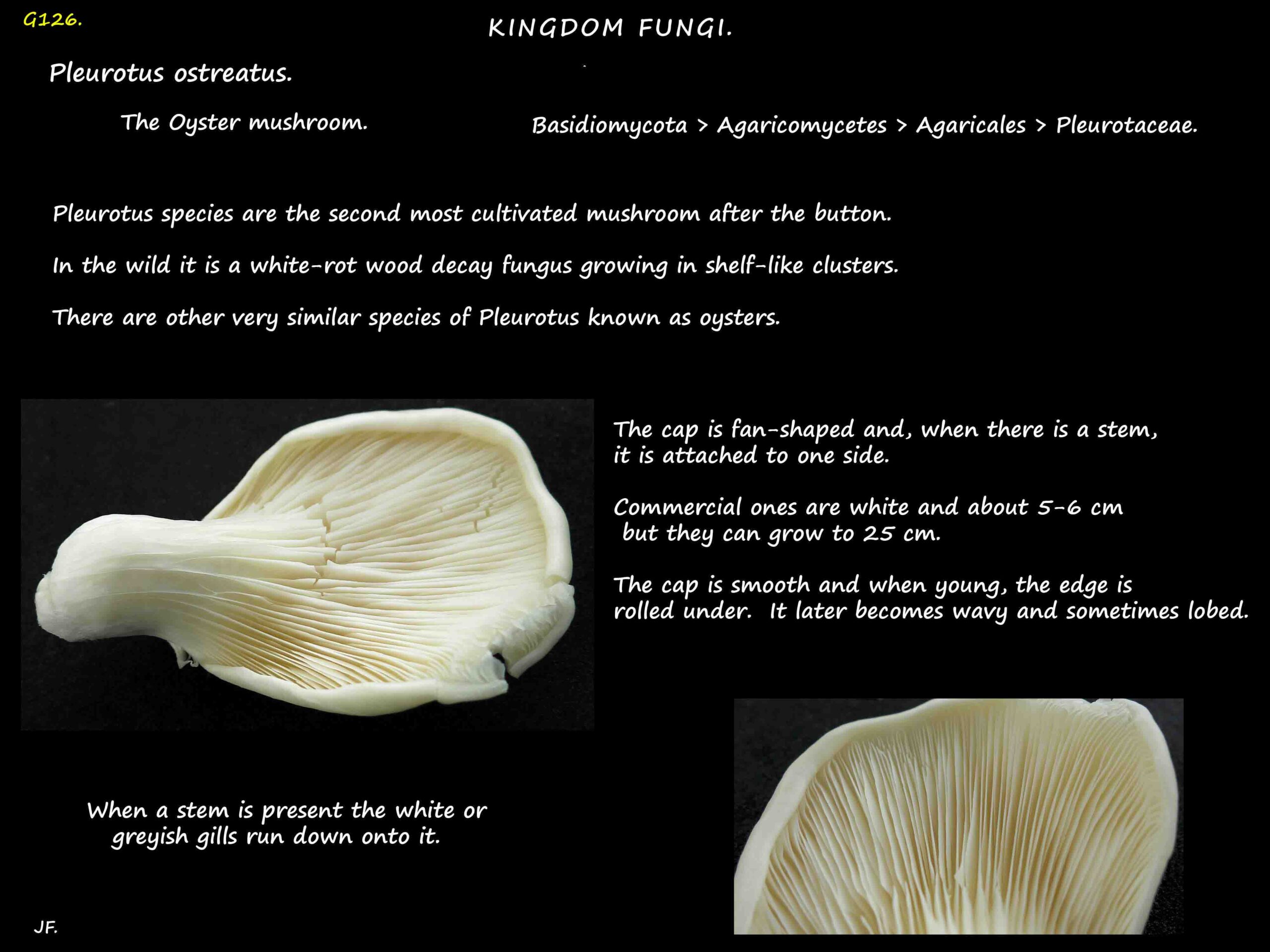 1 Pleurotus ostreatus - Oyster mushroom