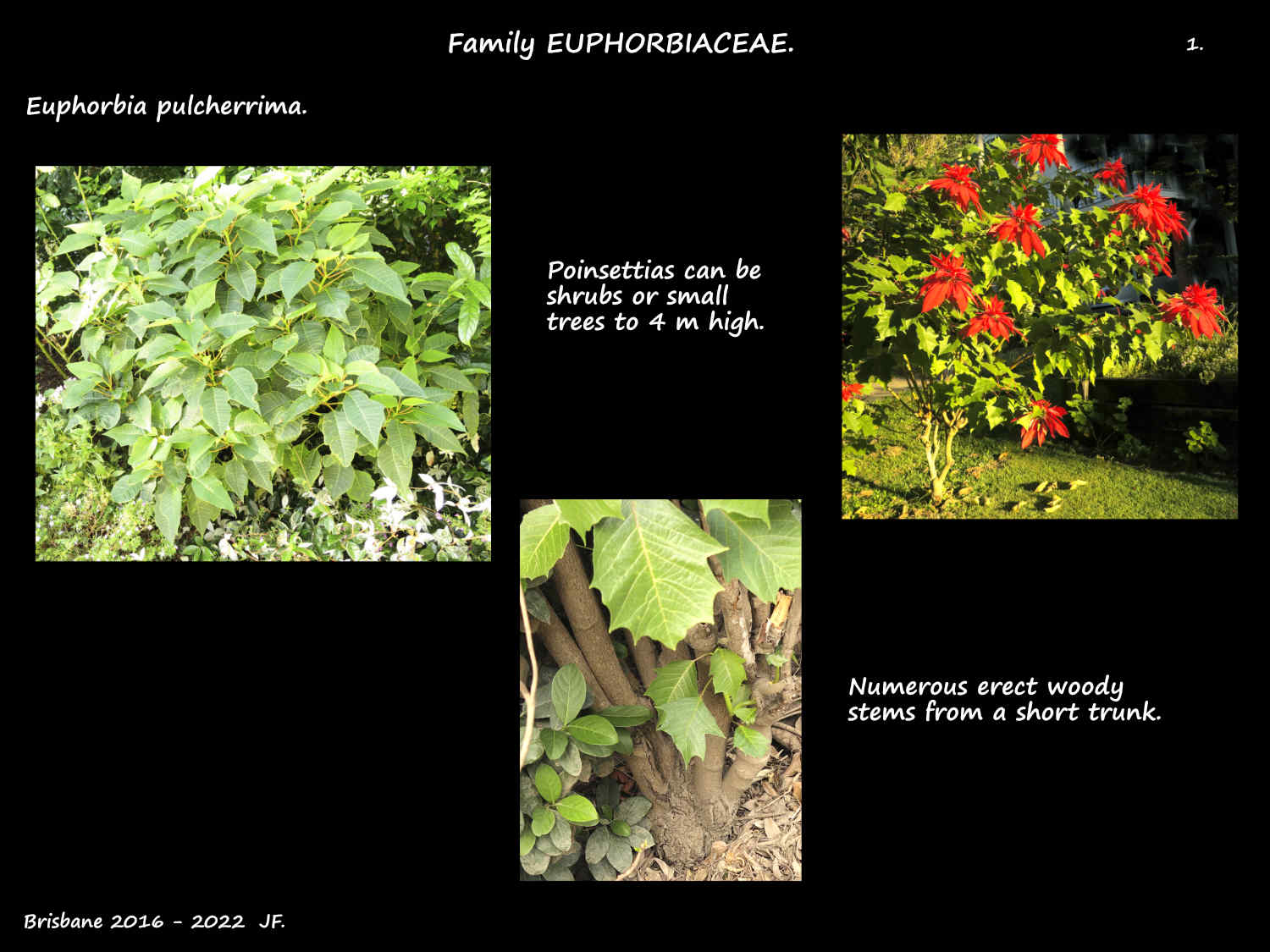 1 Poinsettia's can be shrubs or trees