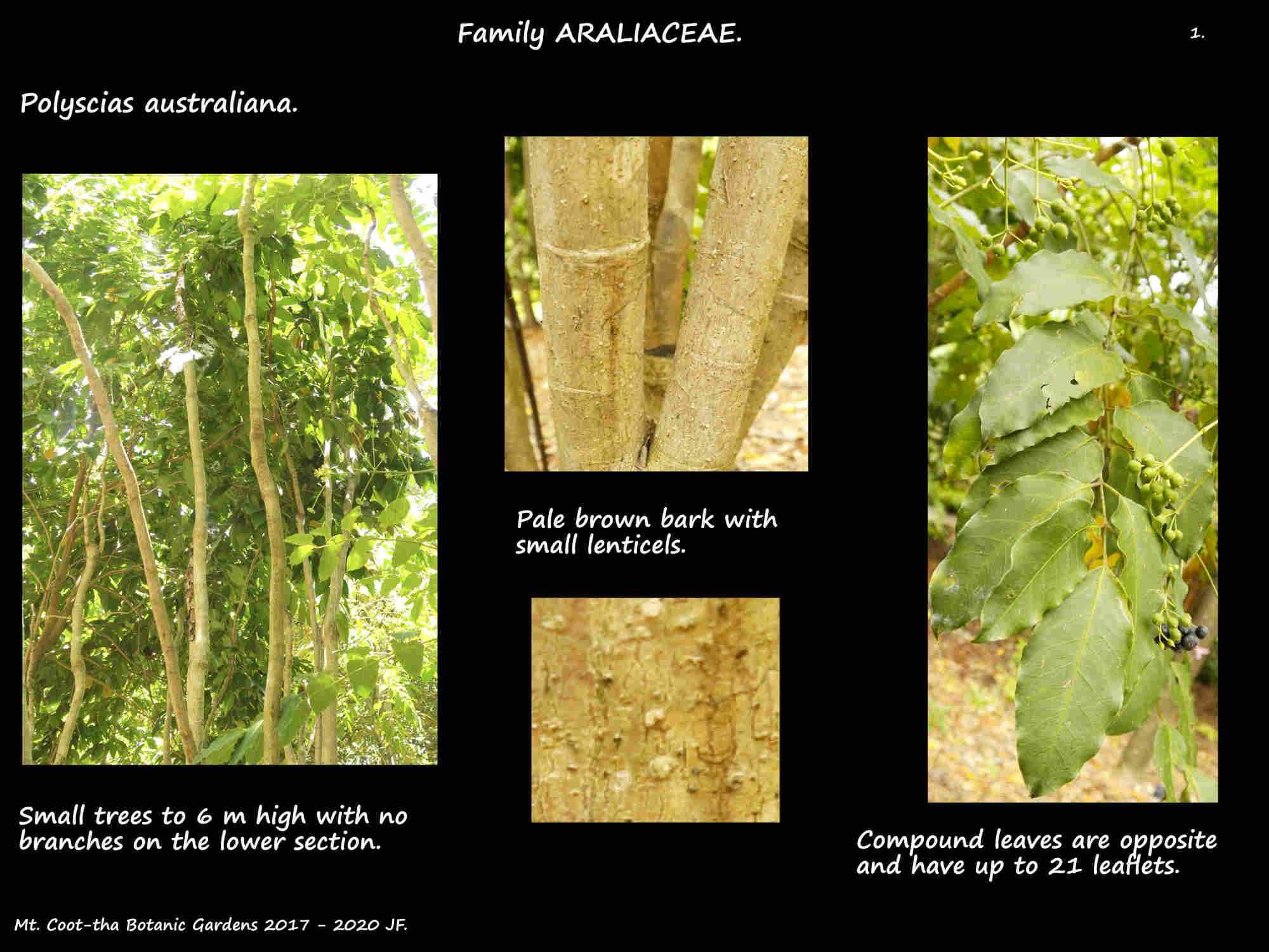 1 Polyscias australiana trees, bark & a compound leaf
