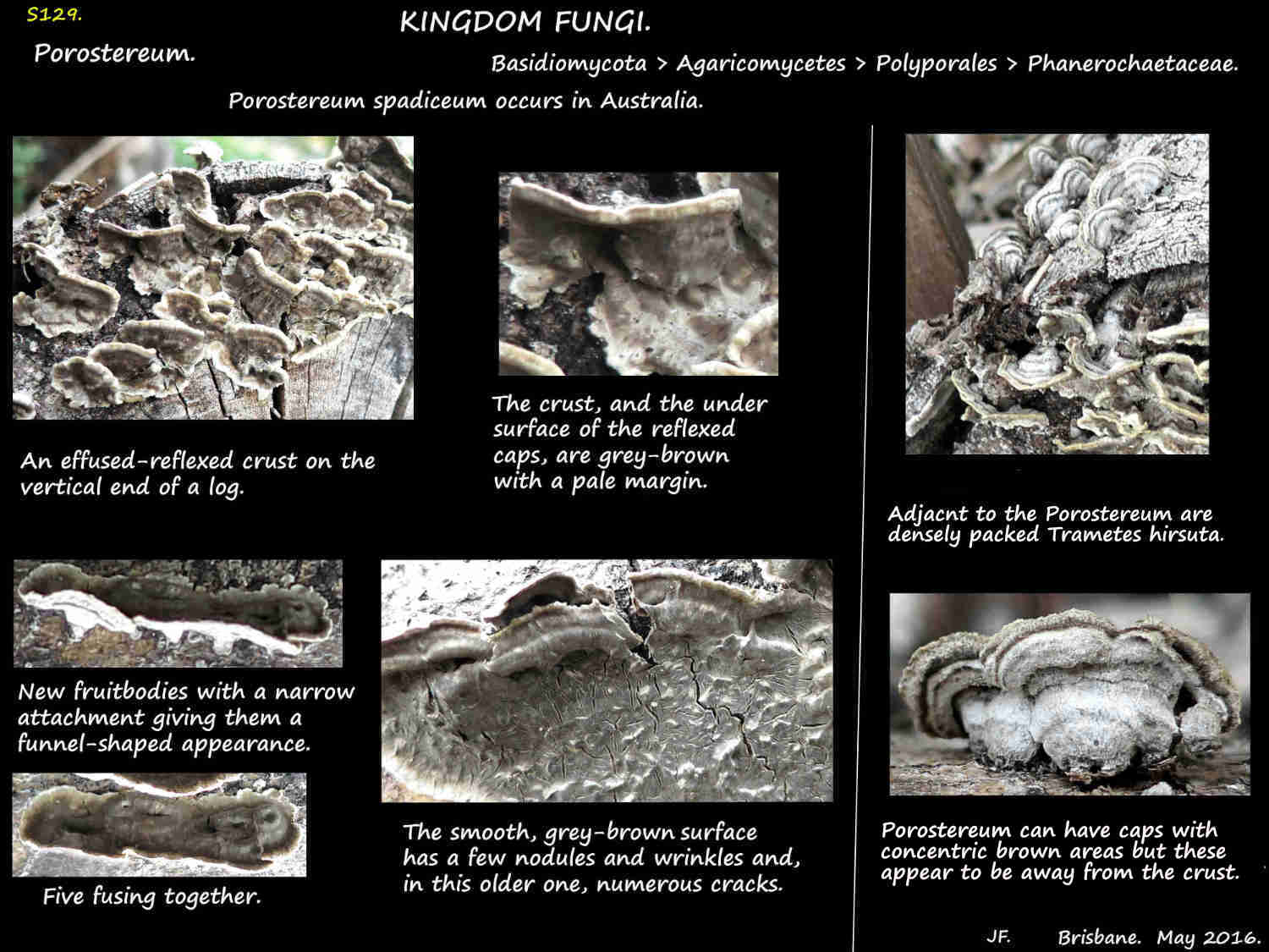1 Porostereum spadecium,