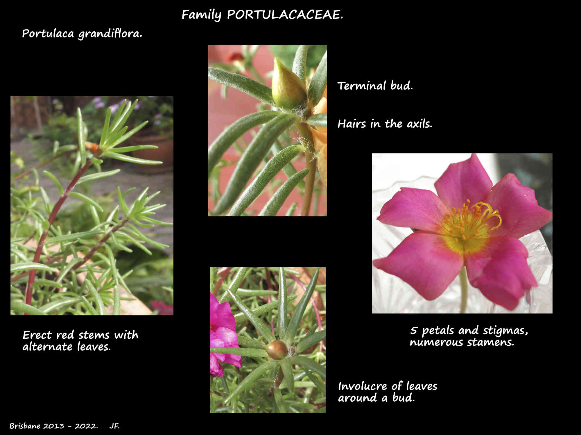 1 Portulaca grandiflora flowers, leaves & axillary hairs