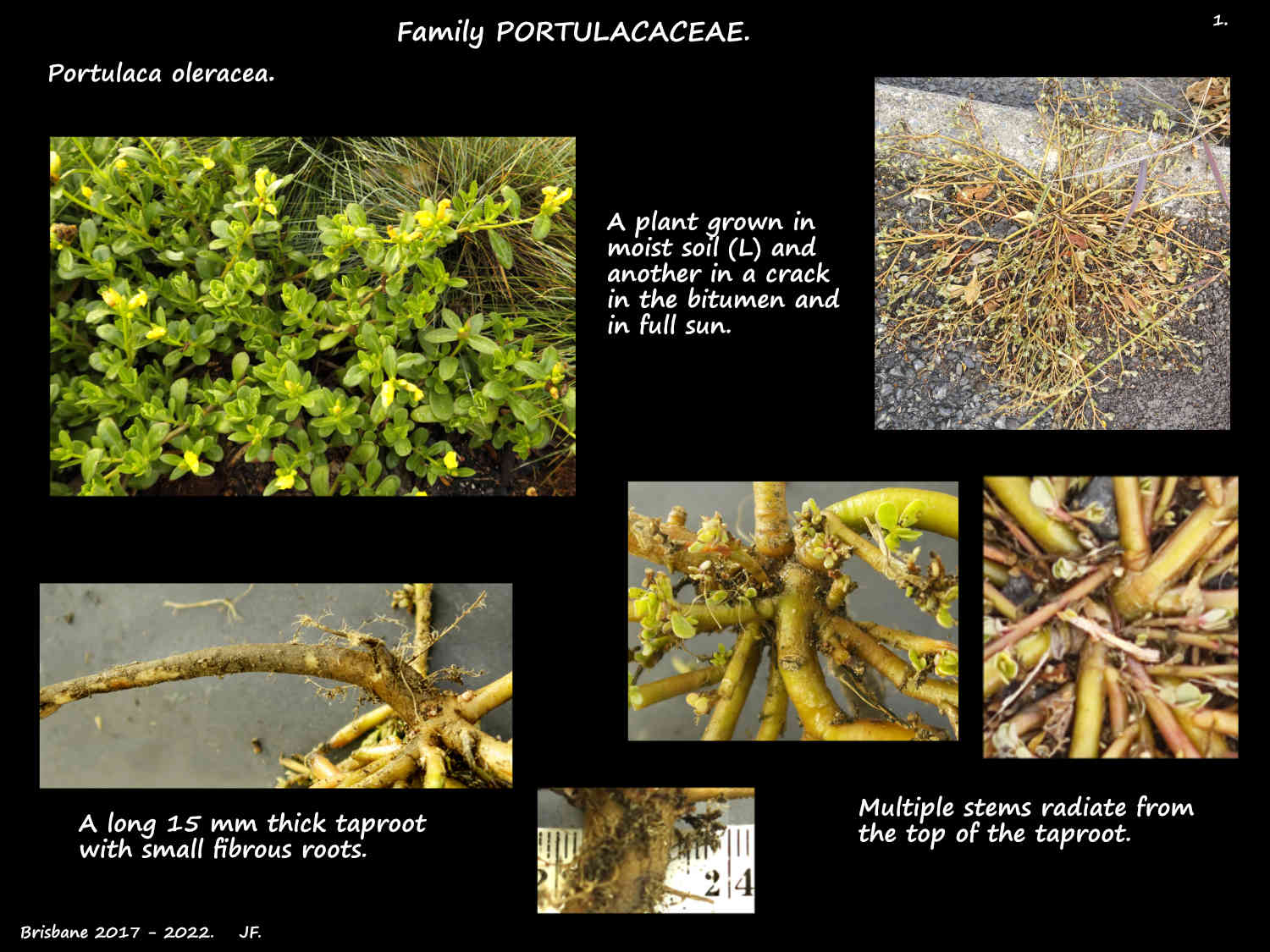 1 Portulaca oleracea plants & taproot