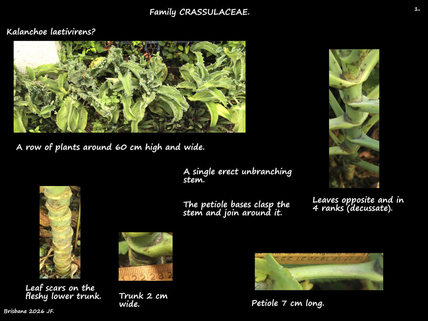 1 Possible Kalanchoe laetivirens plants